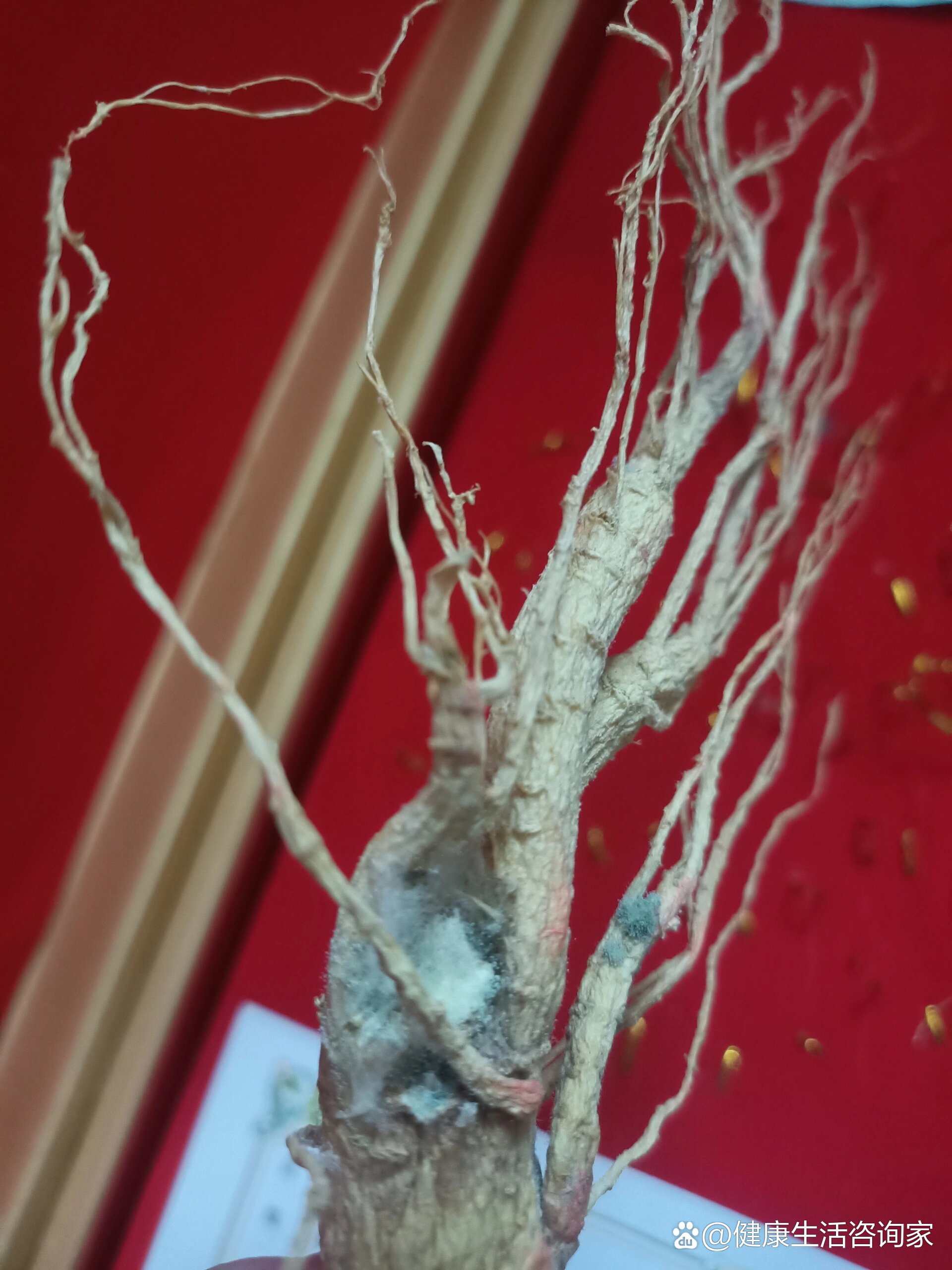 人参发霉了还能吃吗(;д;)