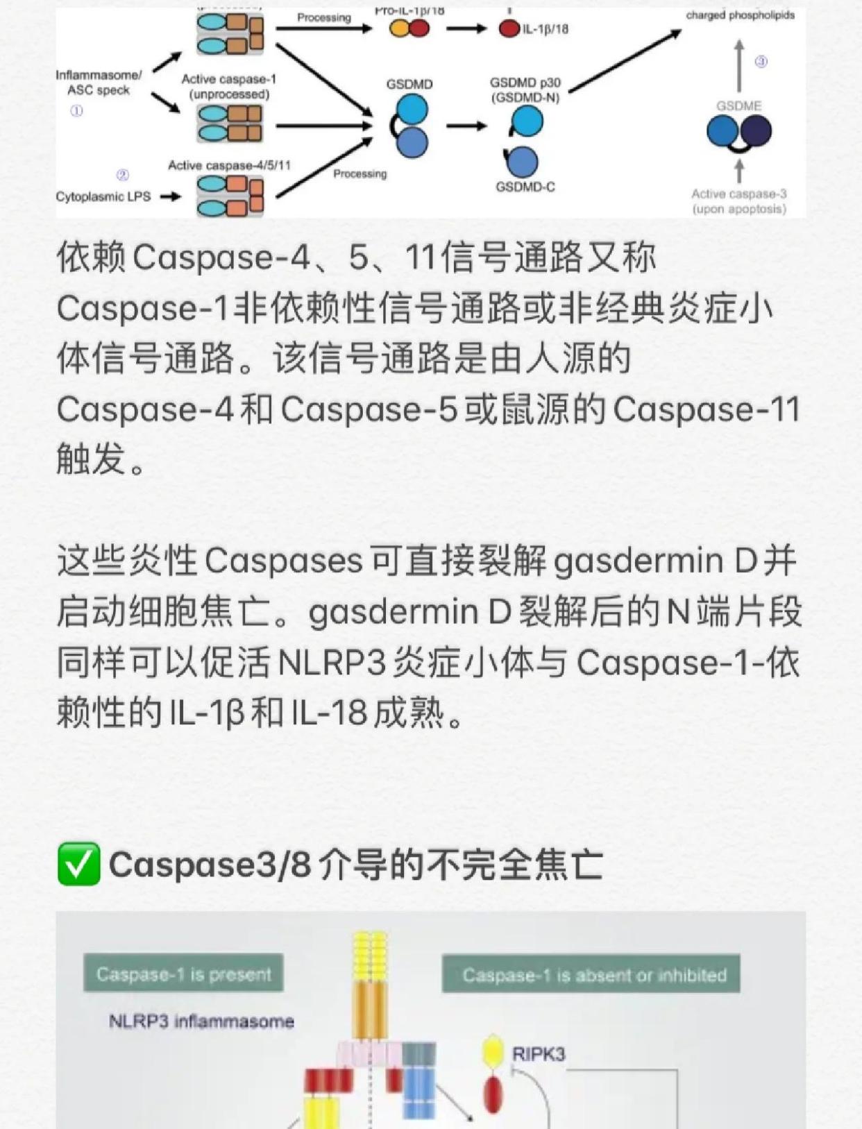 细胞焦亡的四大关键通路详解