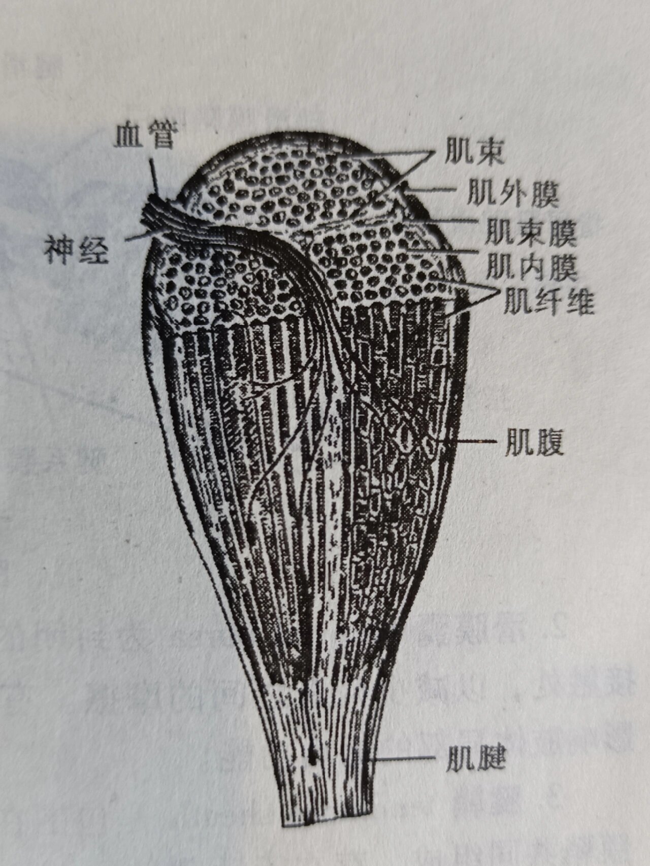 骨骼肌超微结构模式图图片