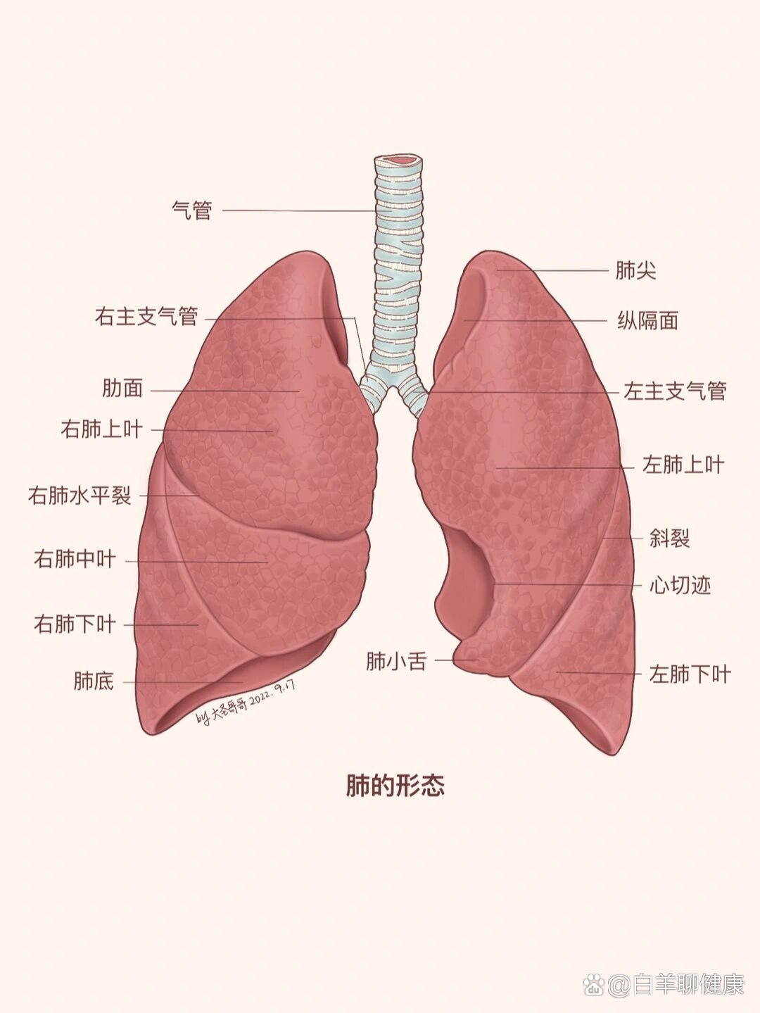 肺小叶 结构图图片