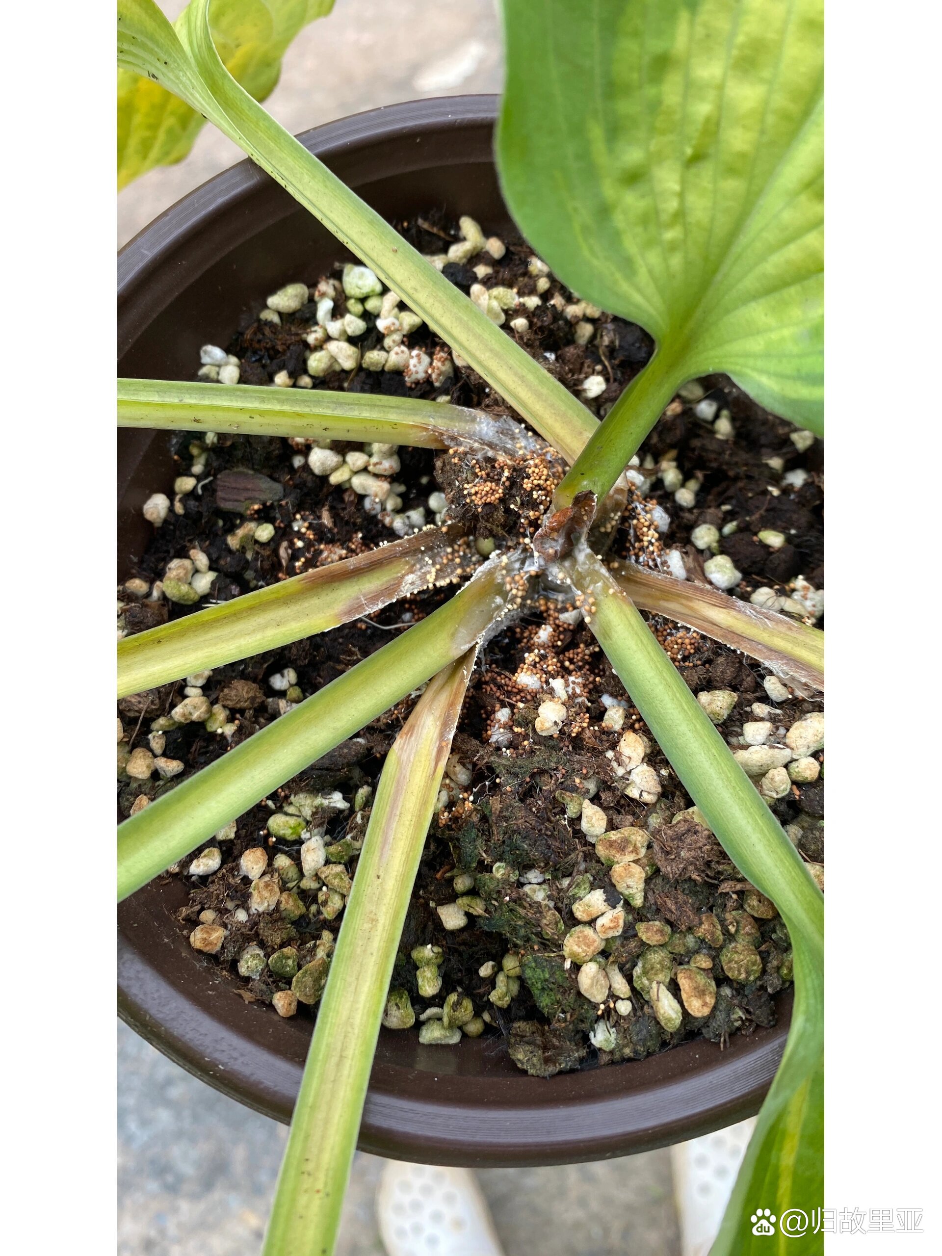 p>两张图带你认识白绢病 br>6月份是白绢病爆发的高峰期,花毛茛,玉簪