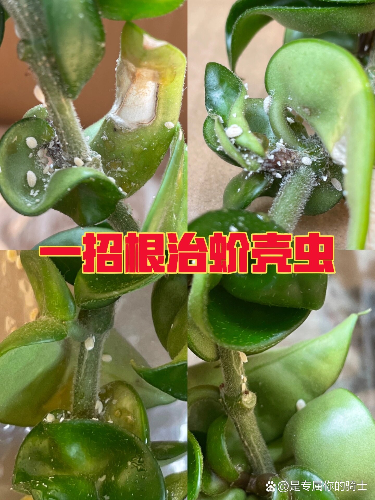 介壳虫怎么根除图片