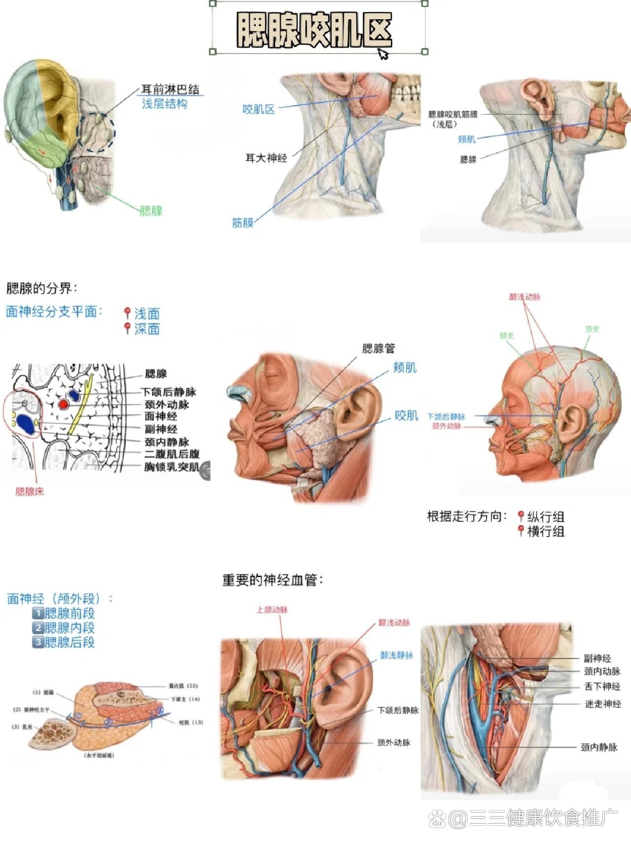 腮腺解剖图片