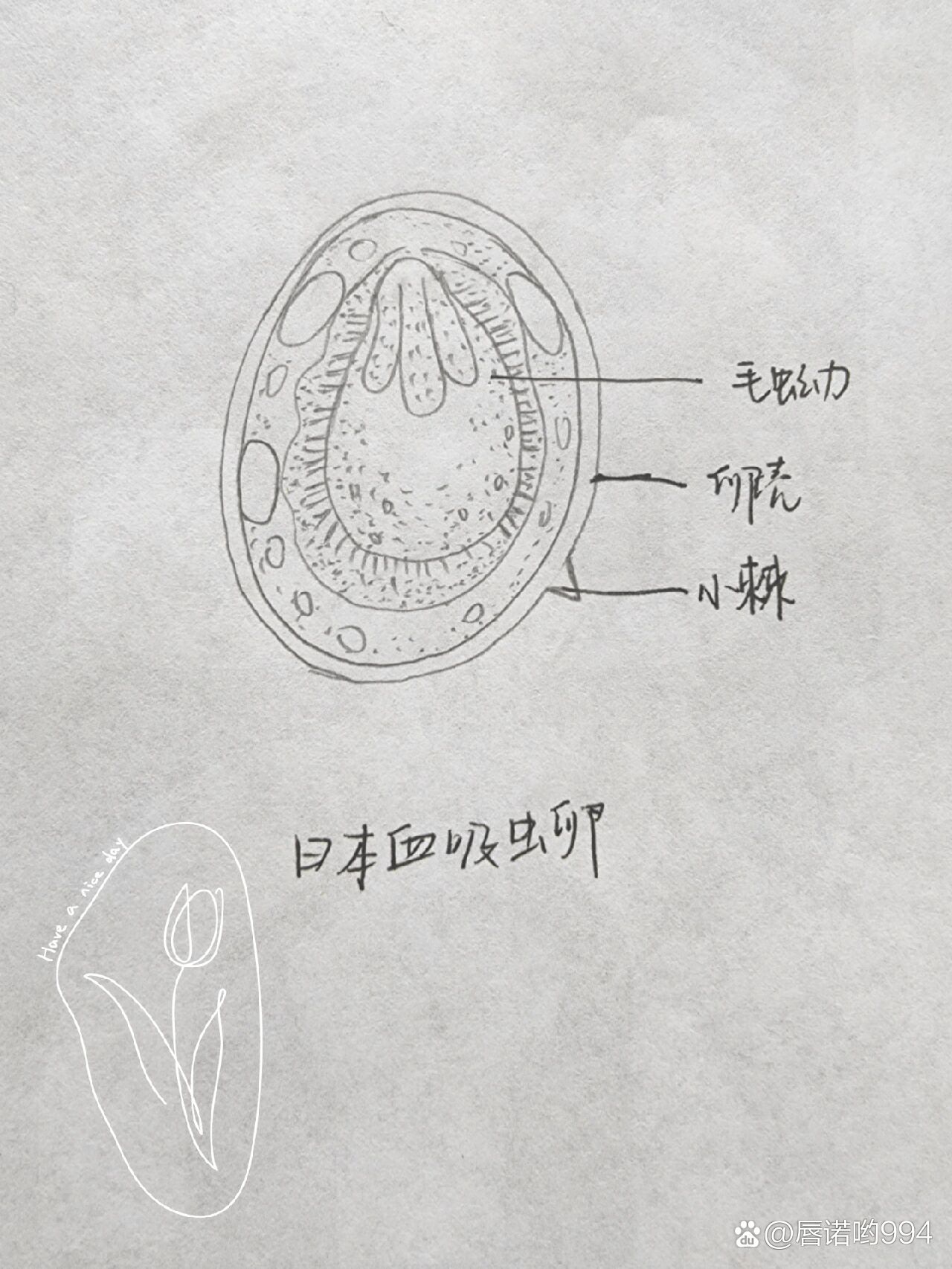 东毕吸虫结构图片