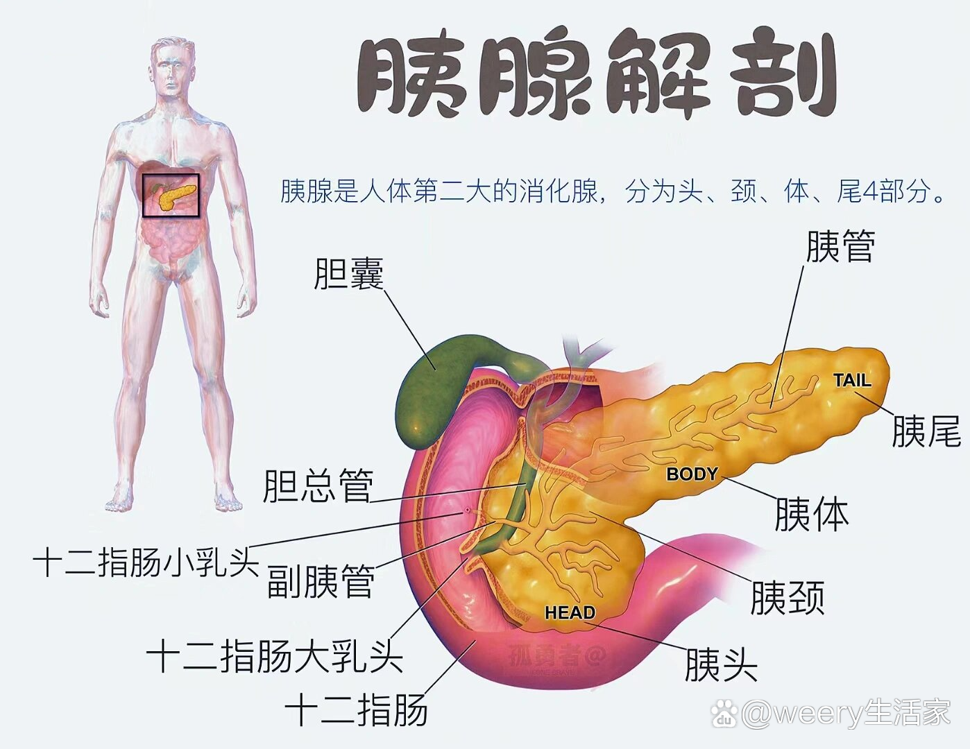 我趣称为胆胰相照