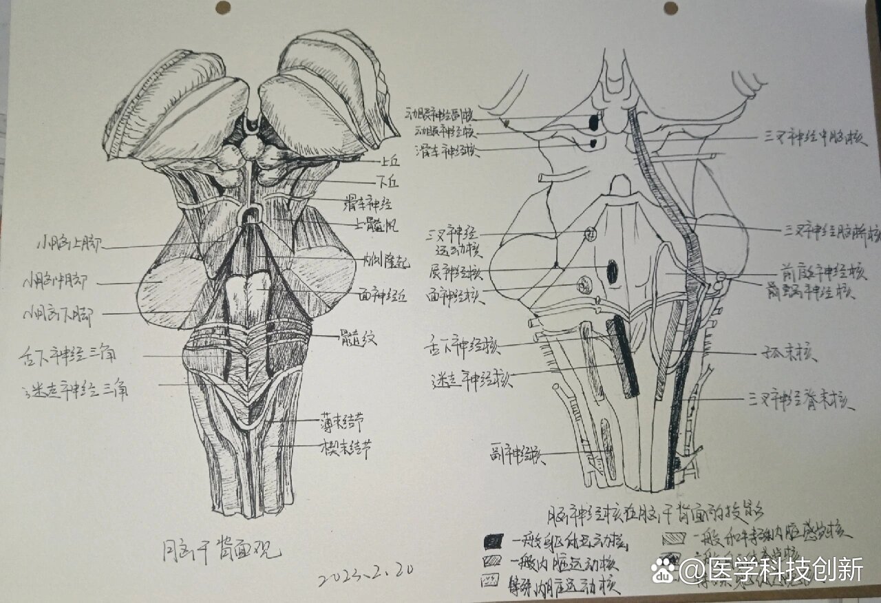 脑干背面观图片