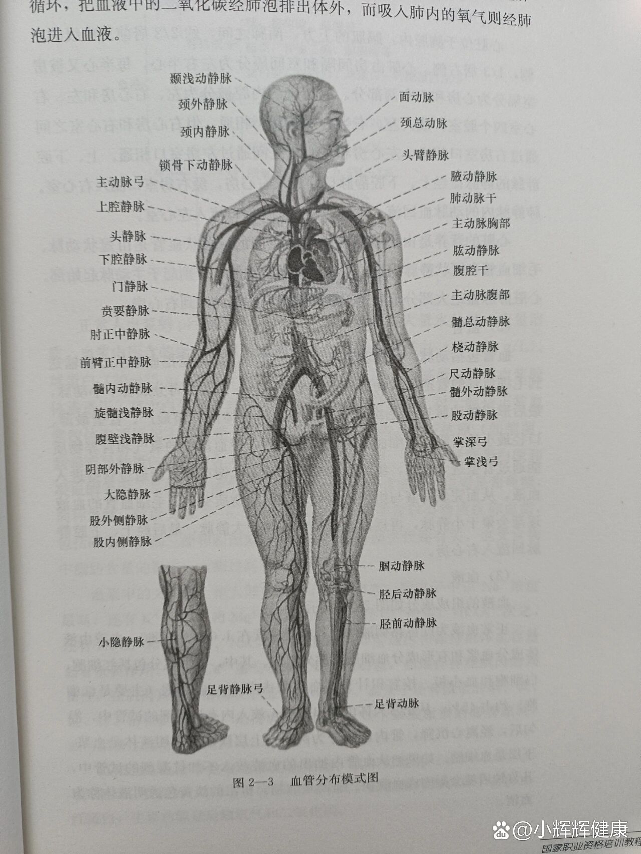 主动脉走行图图片