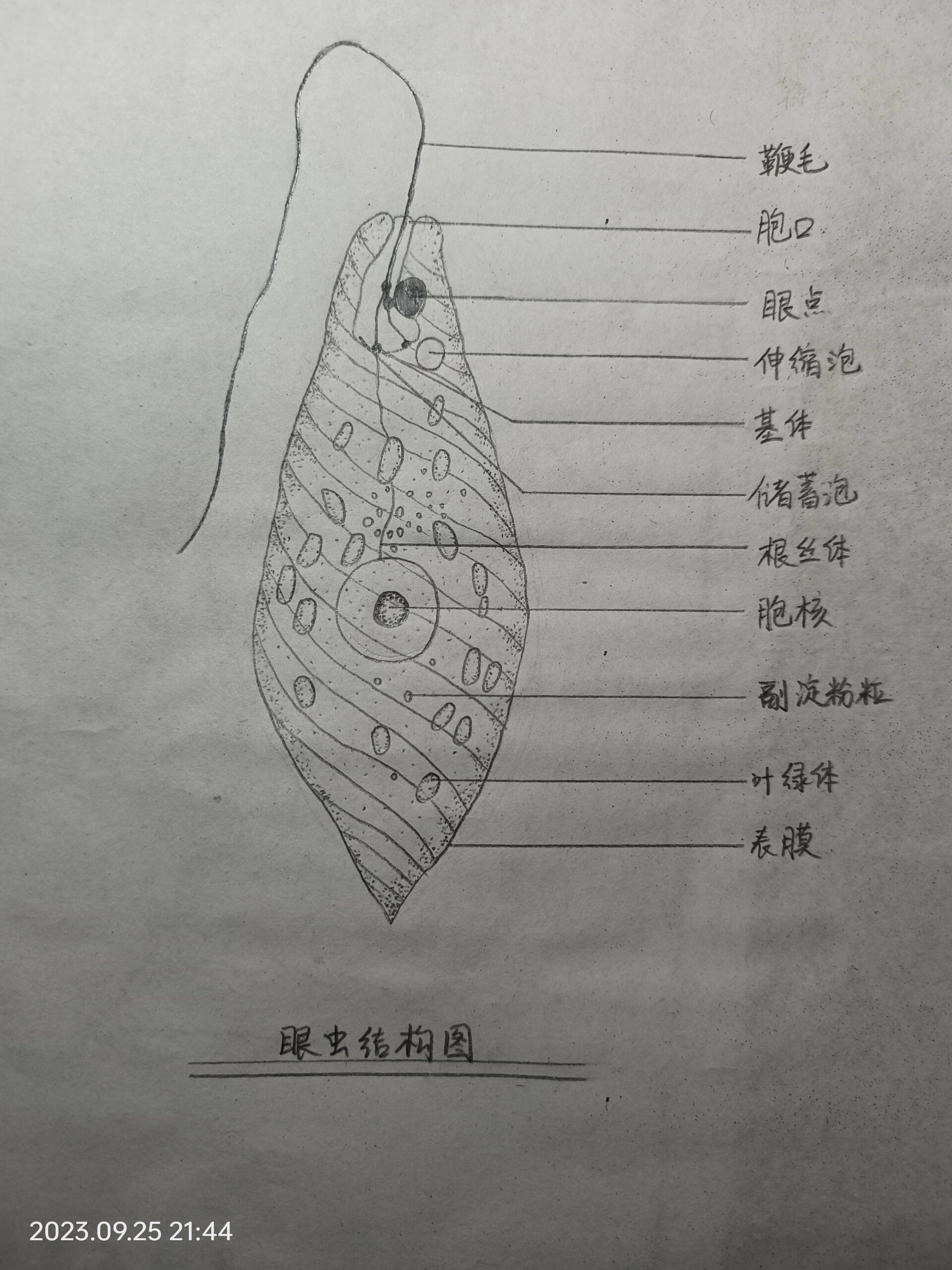 昆虫的复眼结构图片