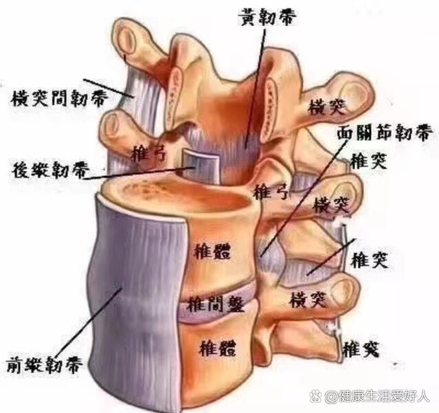 腰椎棘上韧带炎位置图图片