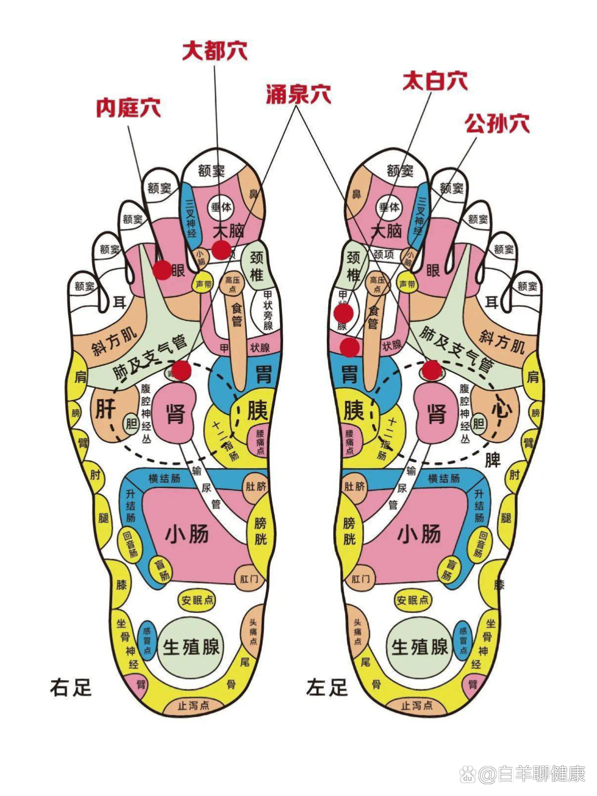 脚底穴位图