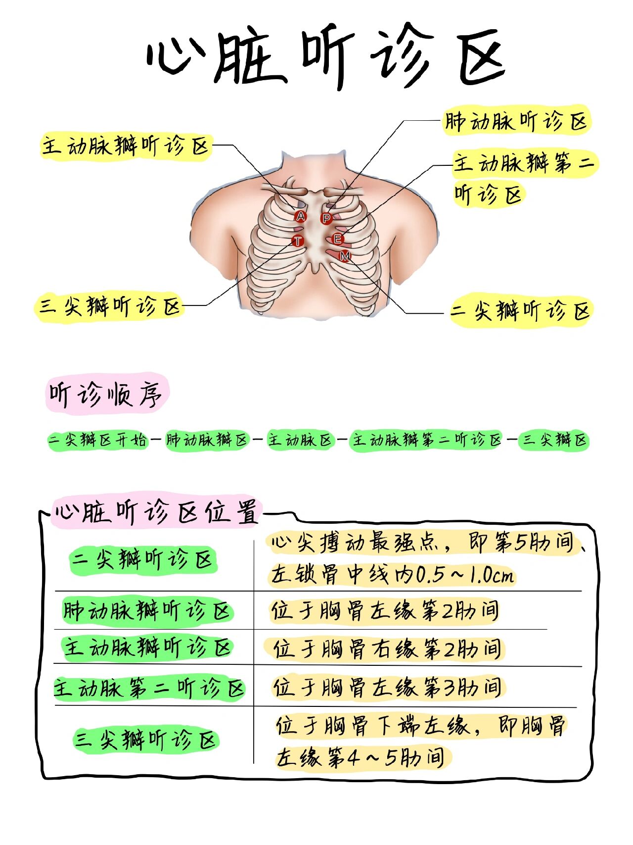 动脉瓣听诊区图片