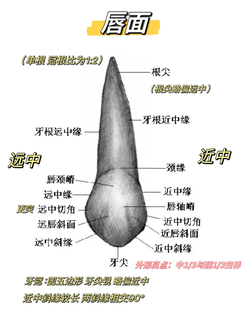 恒牙解剖：尖牙的秘密你知道多少？