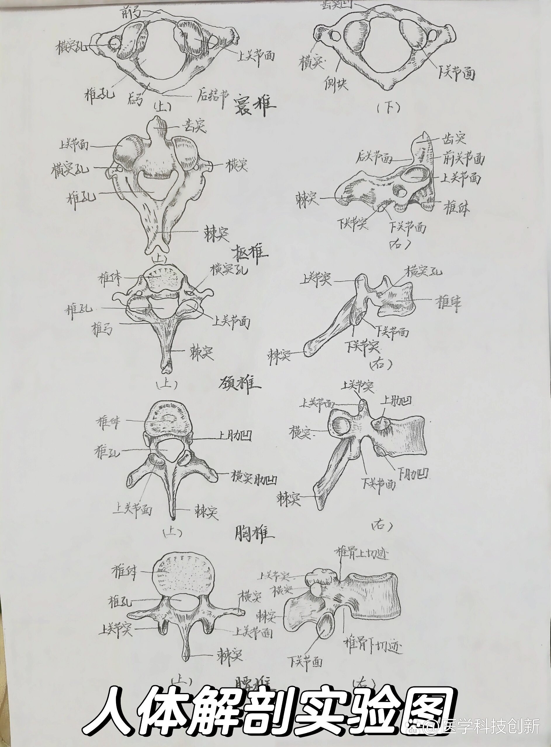 人体解剖实验之骨骼