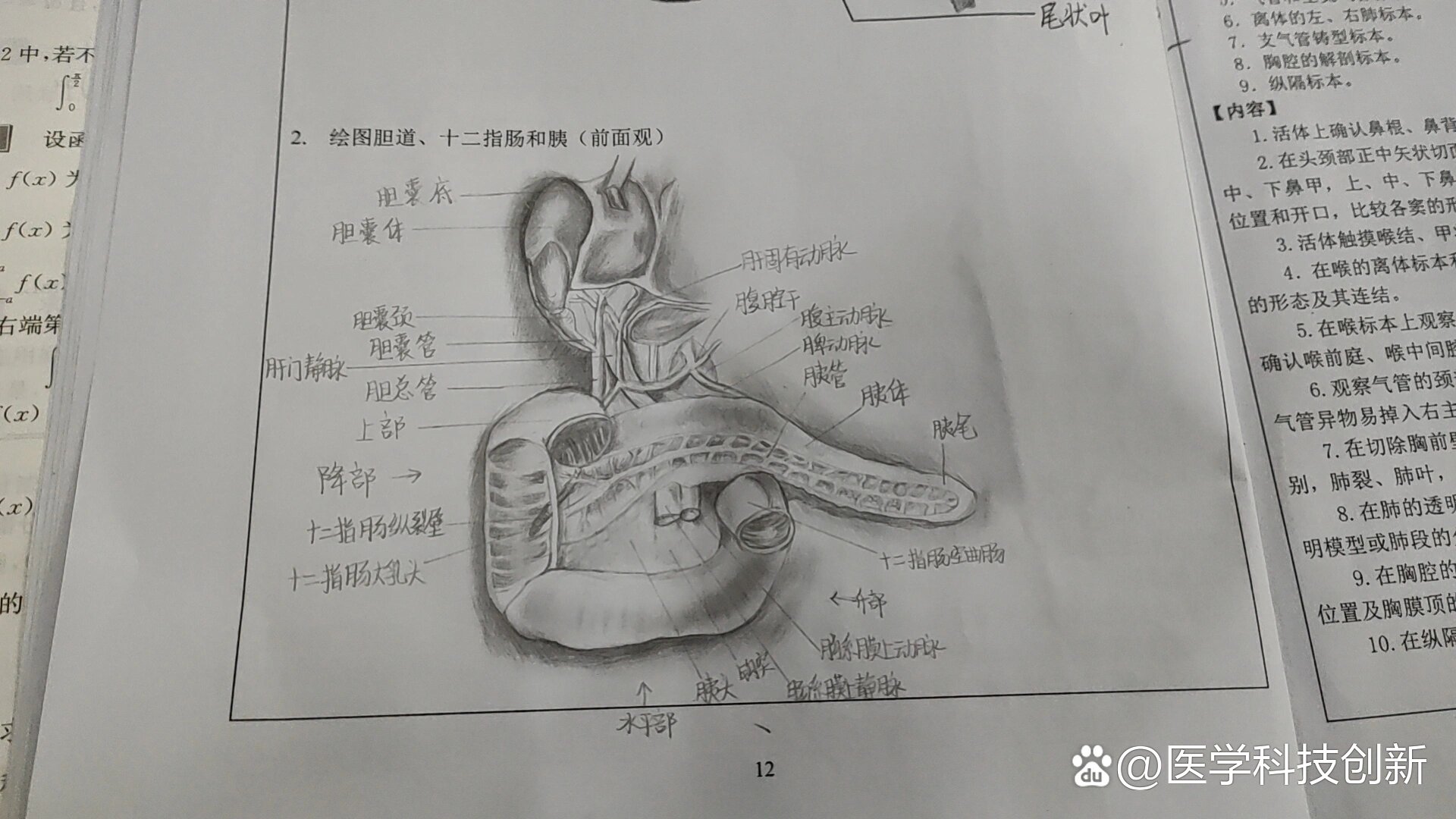 胆道,十二指肠和胰手绘图结构图(前面观)