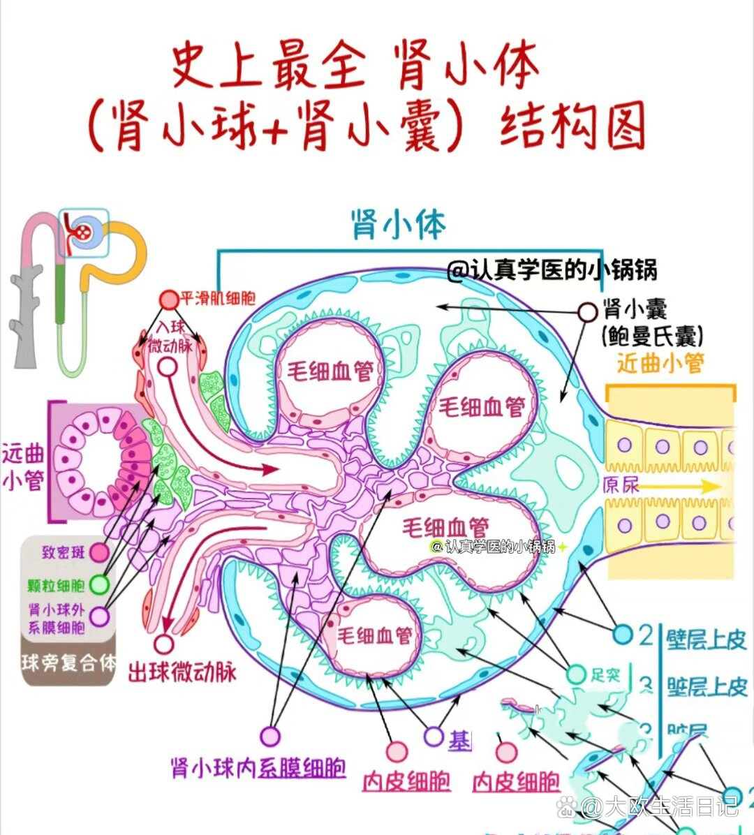 肾小叶的组成是什么图片