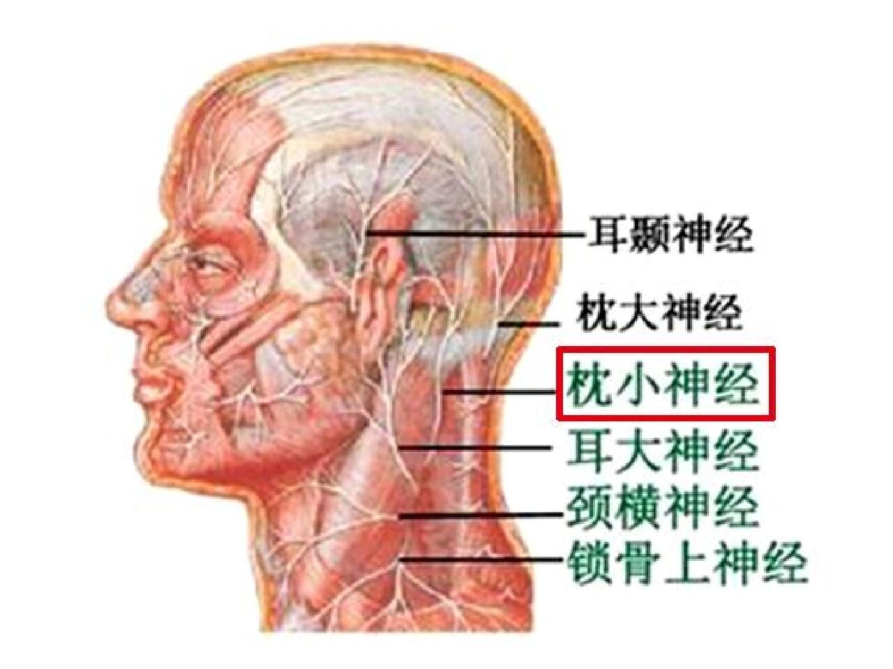 耳朵神经示意图图片