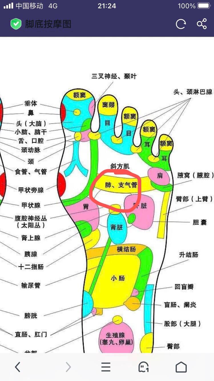 双肺准确位置图片图图片