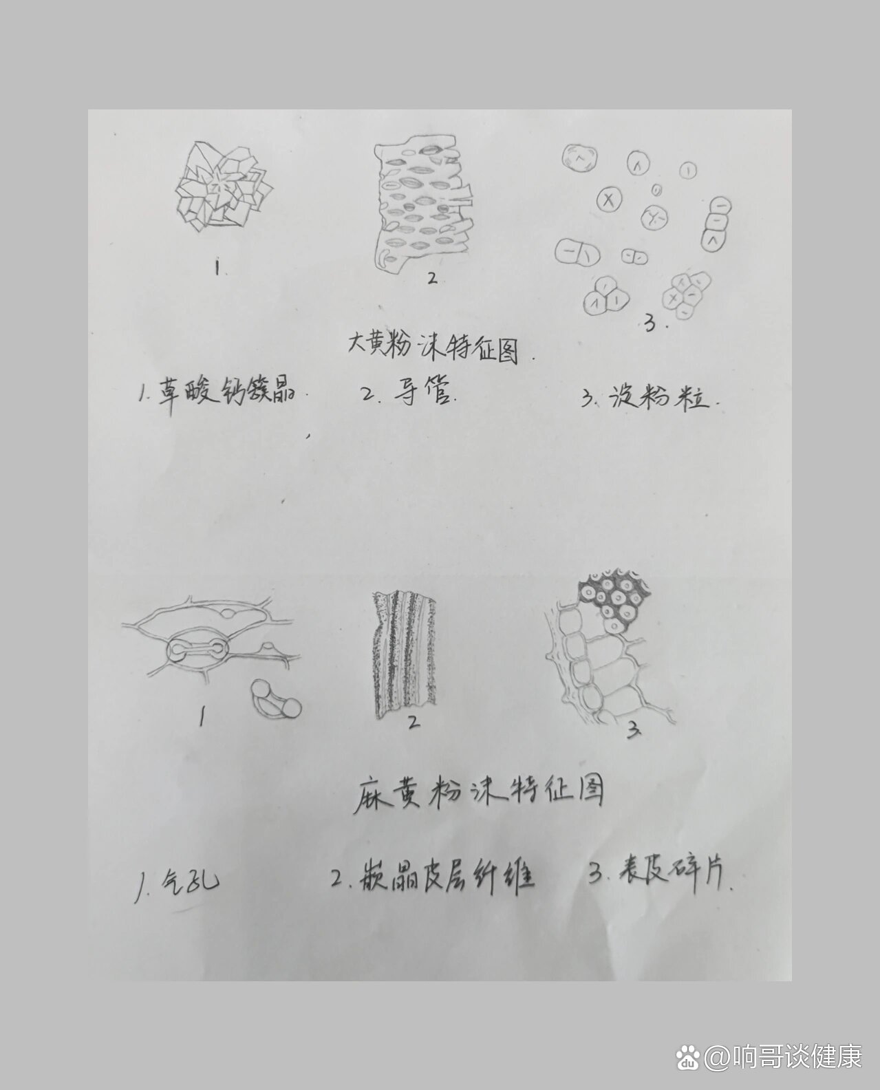 大黄粉末微量升华简图图片