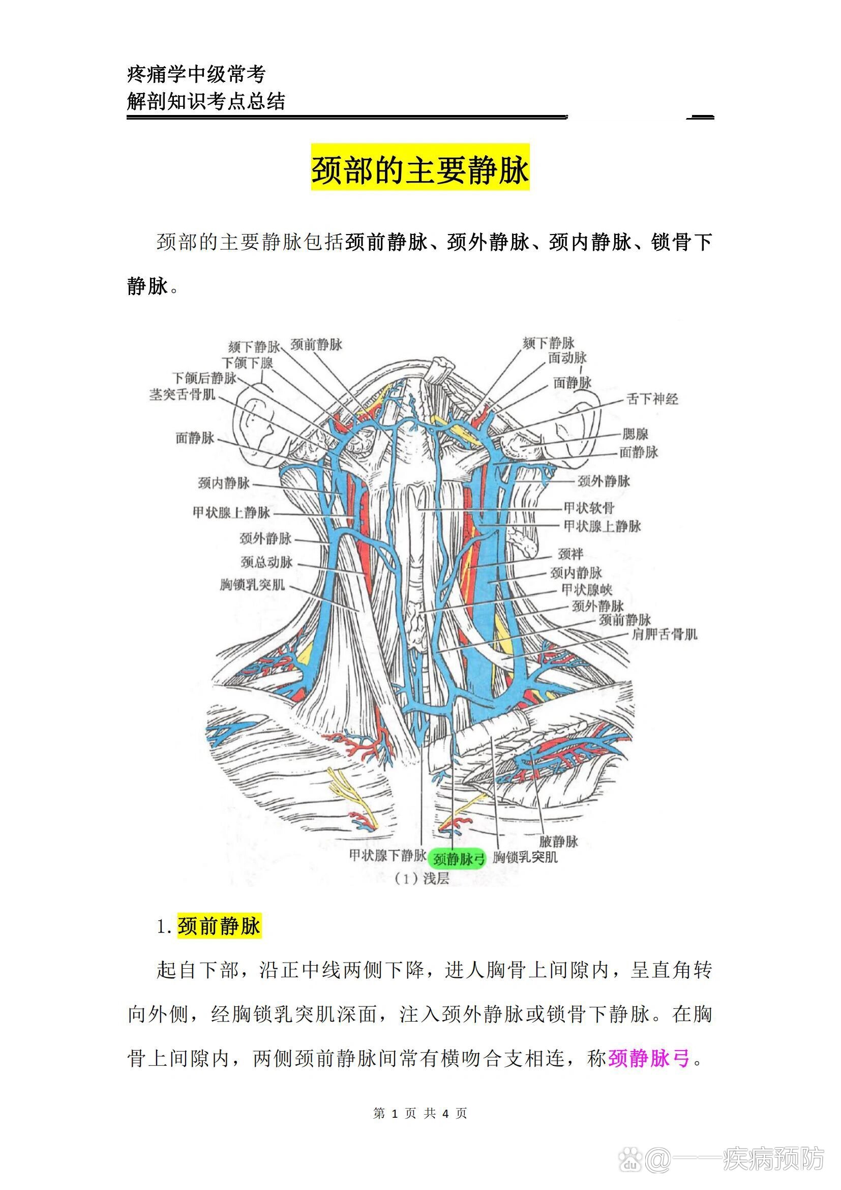 颈椎的血管分布图图片