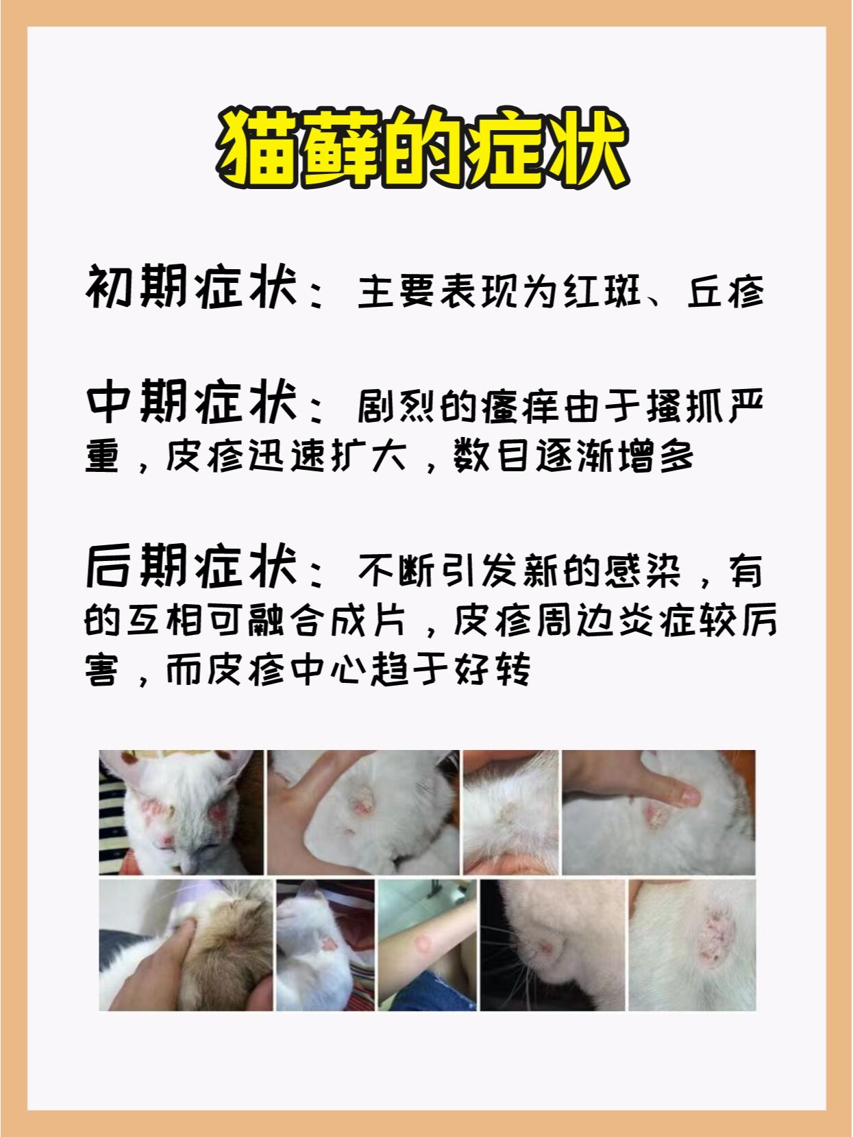 猫藓传染给人怎么治图片