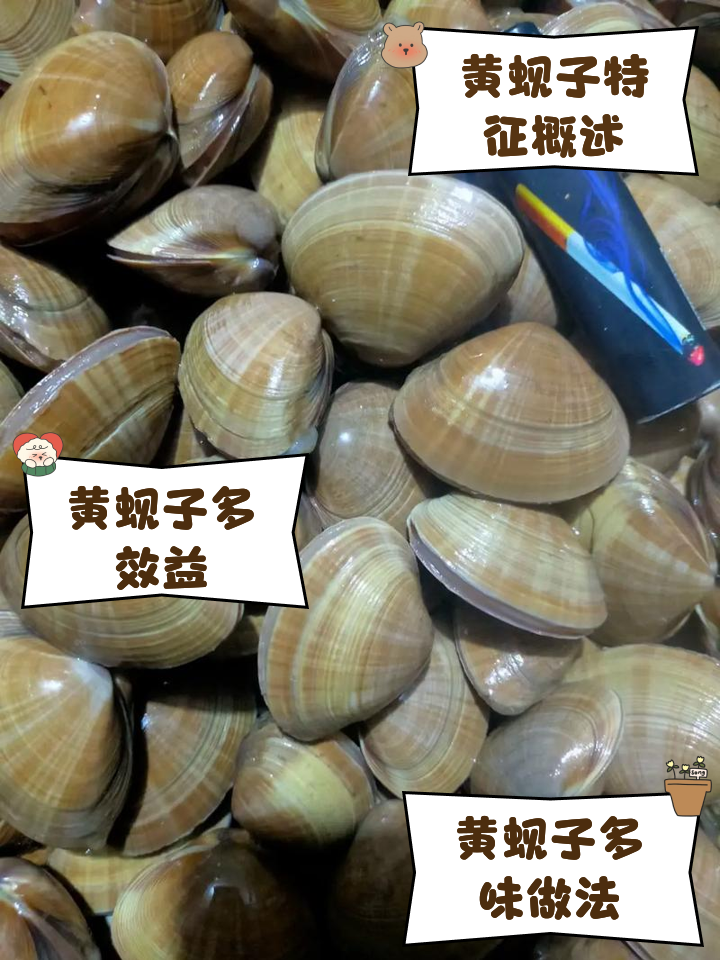 黄蚬子