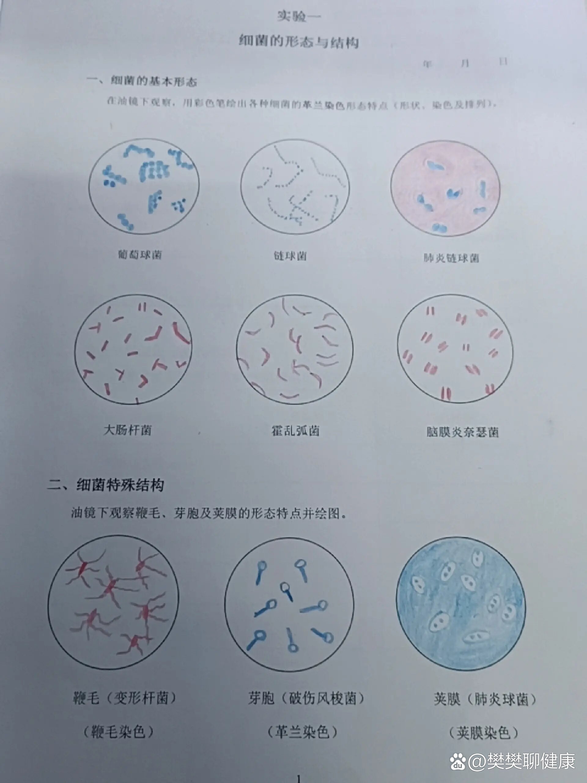 p 红蓝笔绘图 br 微生物红蓝笔手绘图  br 葡萄球菌  br 链球菌  br