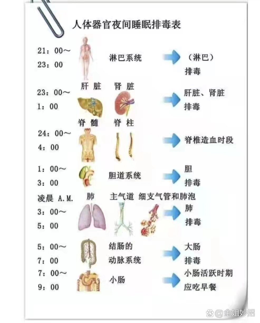 人体睡眠时间表图片