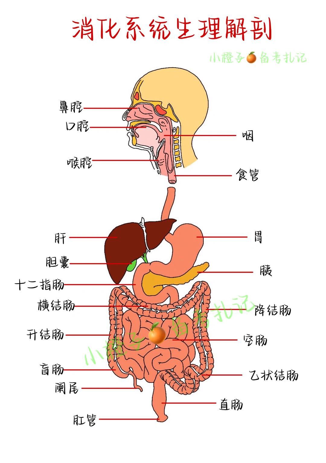 98护师笔记