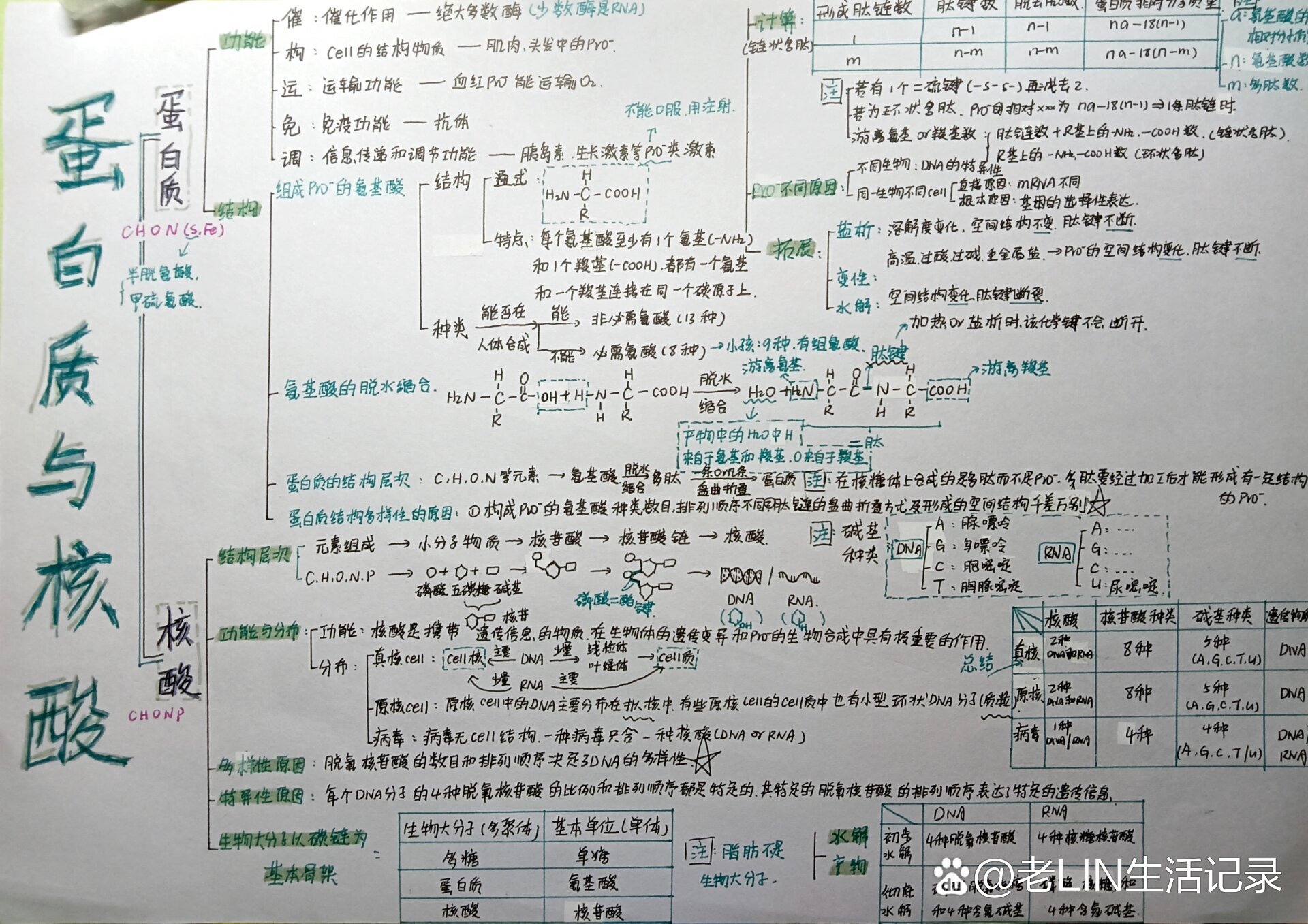 蛋白质的思维导图手绘图片