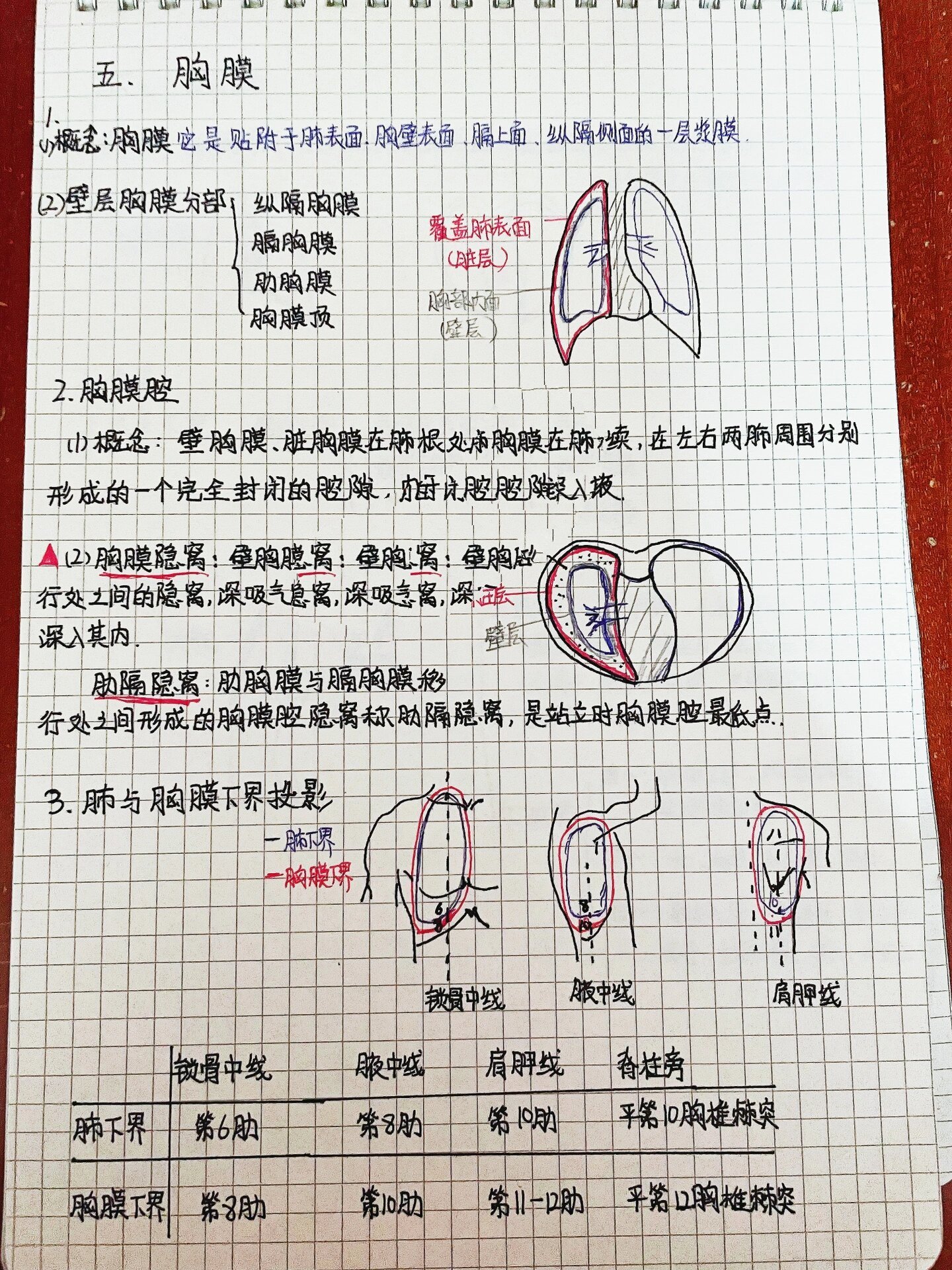 胸膜的体表投影图片