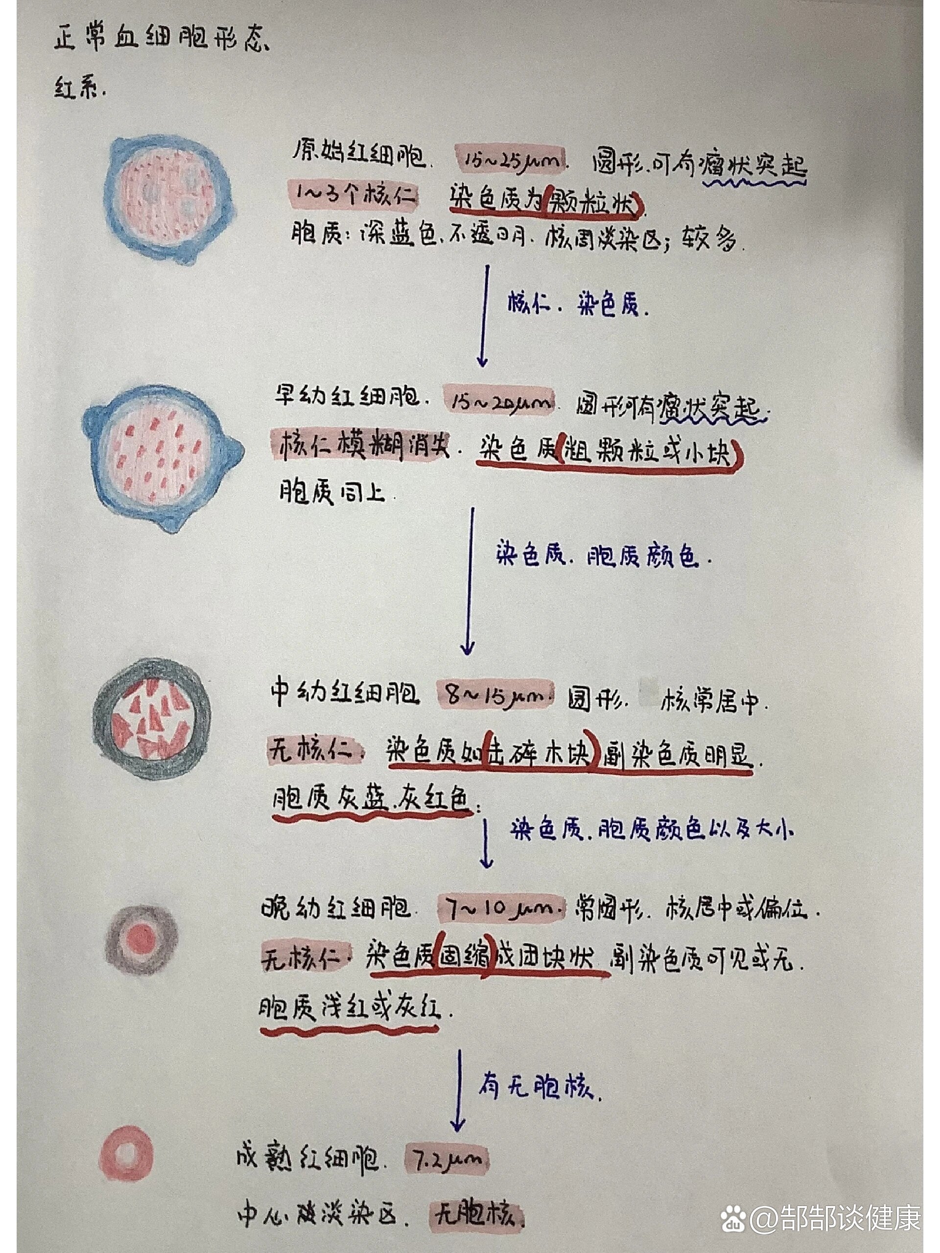 鸡红细胞形态描述图片