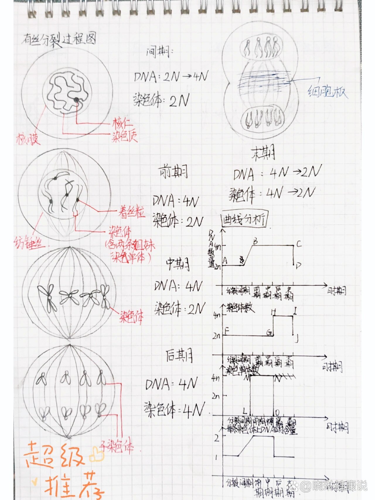 动物细胞有丝过程图图片