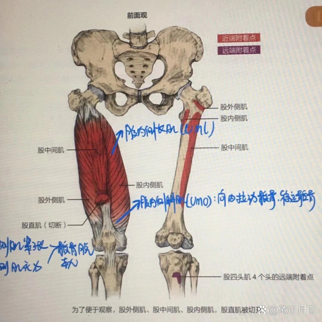 股四头肌的功能解剖 br 今天要分享的内容是 股四头肌的功能解剖