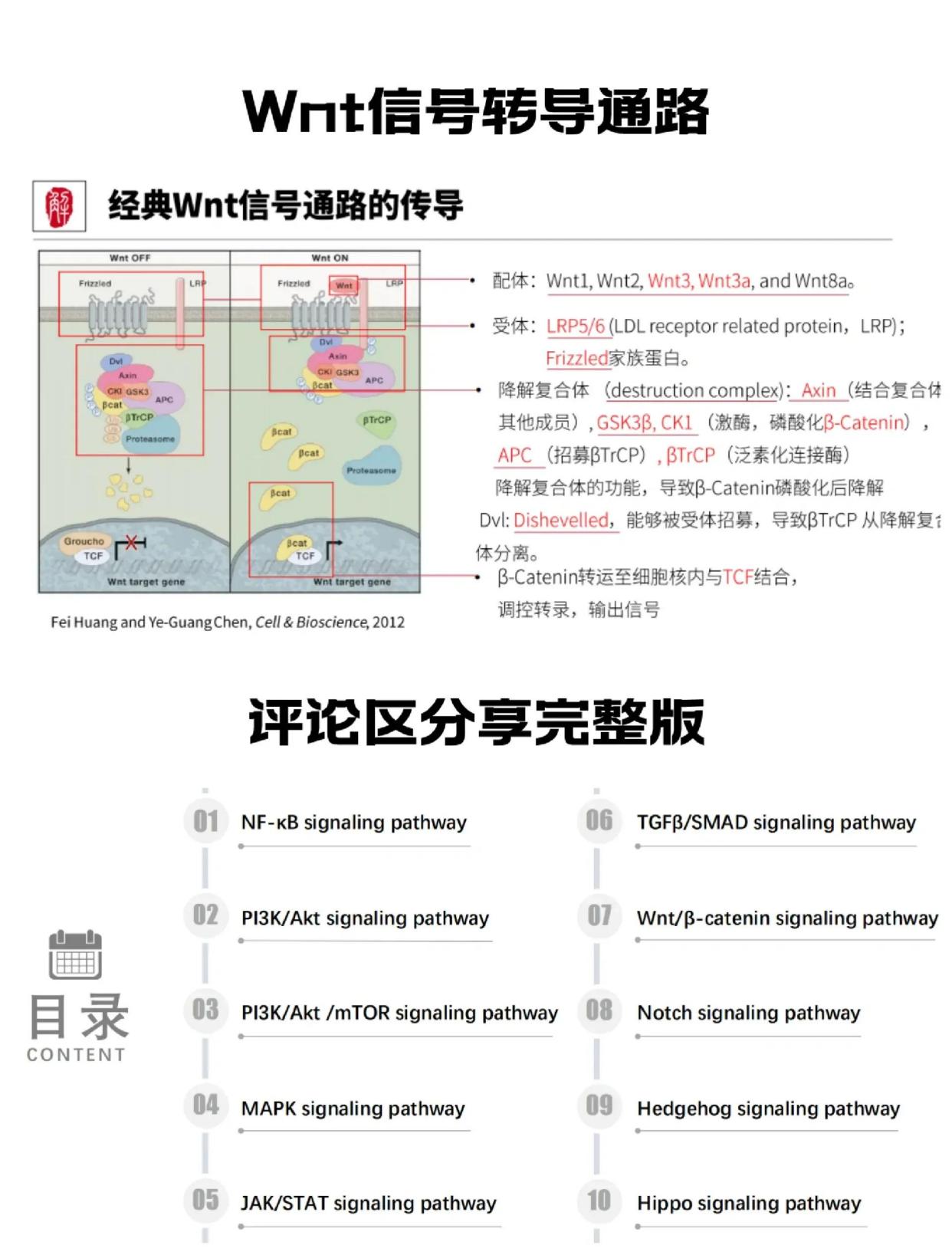 信号通路全解析：受体与配体的奥秘