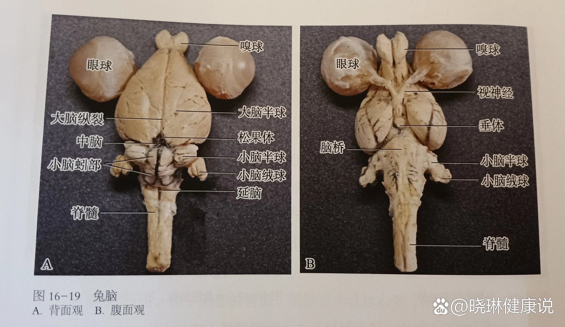 家兔的内部结构图图片