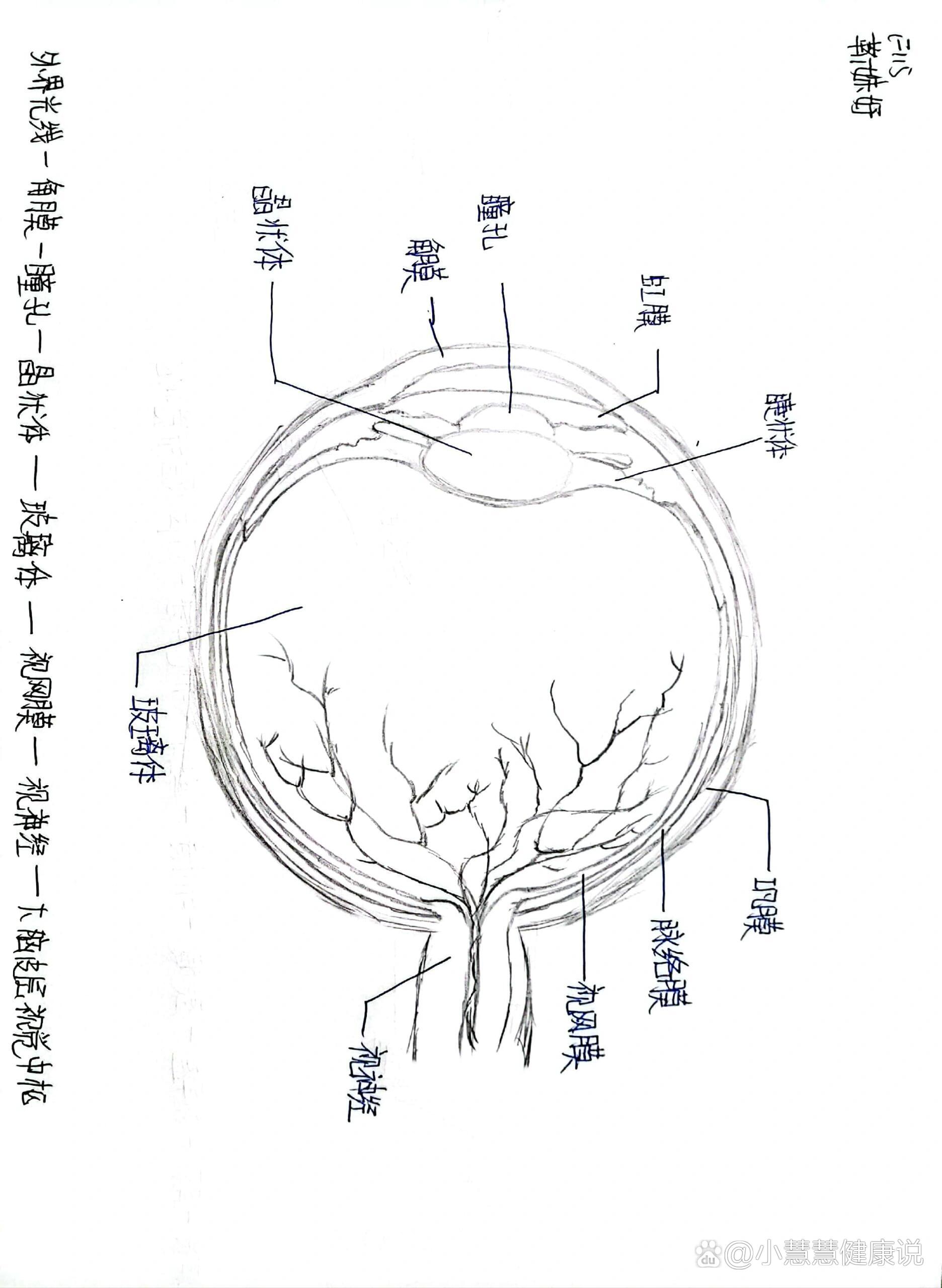 眼球外部结构图图片