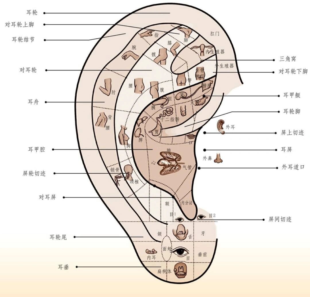 耳朵对应的身体部位图图片