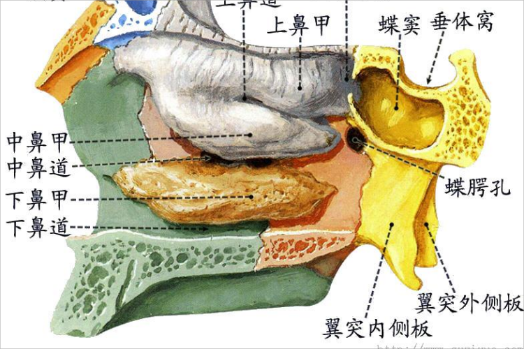 脸部骨头名称分布图 | 百度健康·医学科普