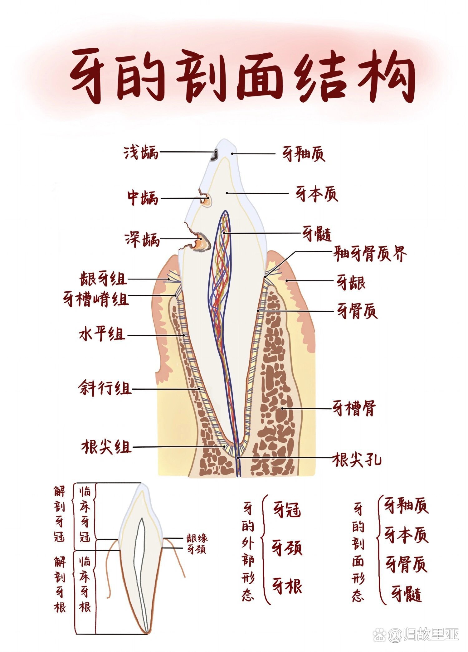 牙本质结构图片