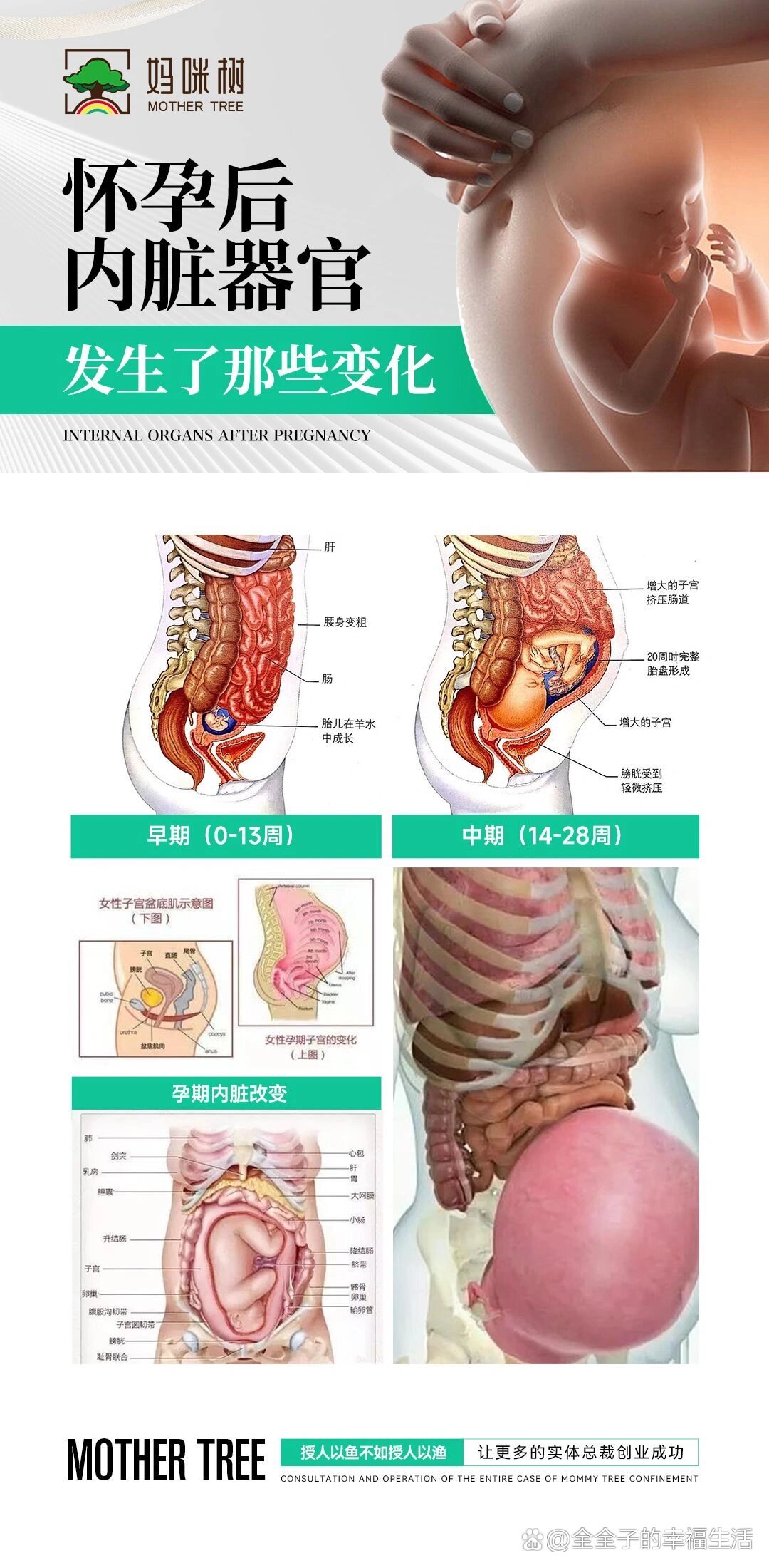 孕妇内部器官结构图图片