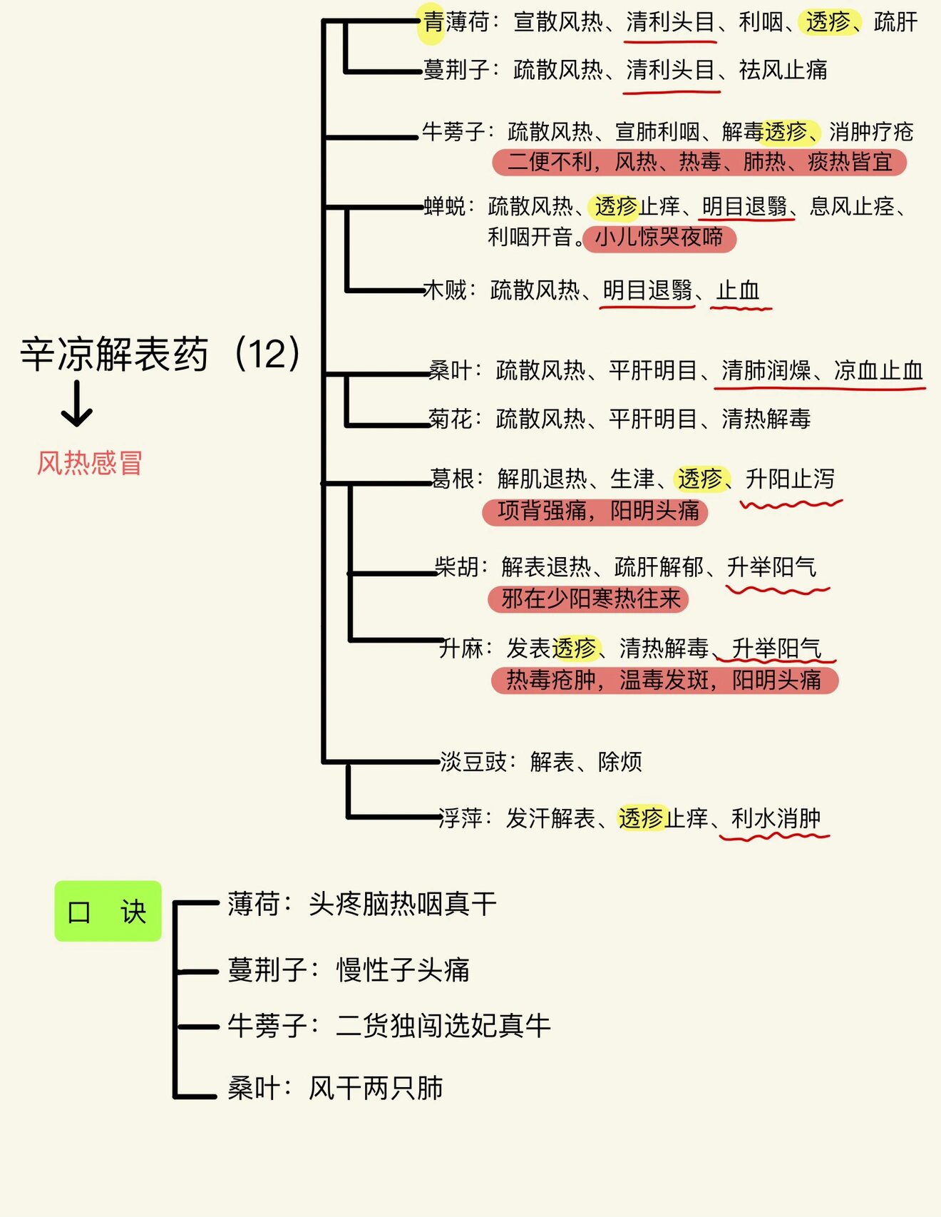 辛凉解表药(12味药)思维导图