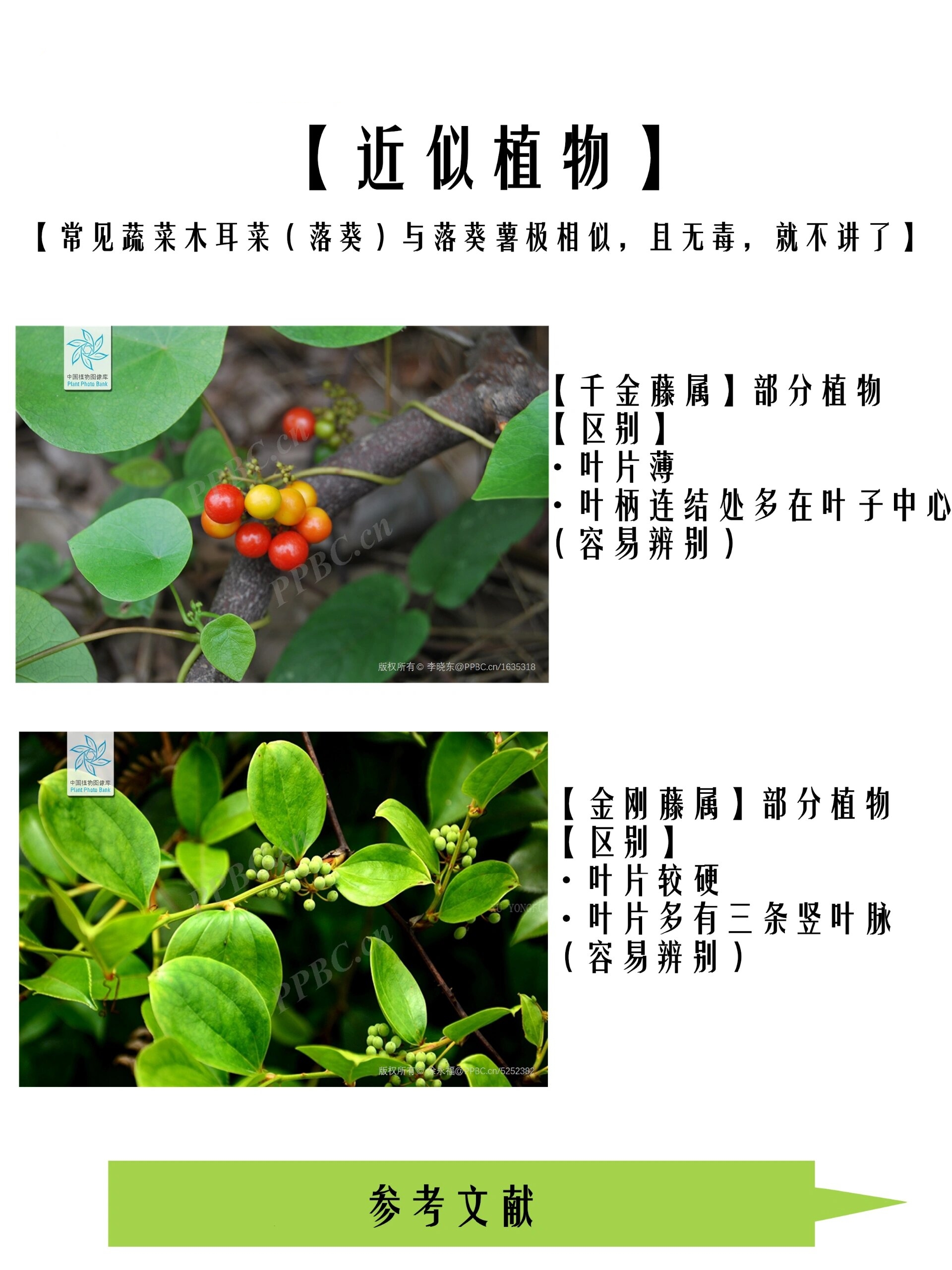 野菜01161藤三七,路边到处都是,你们咋吃