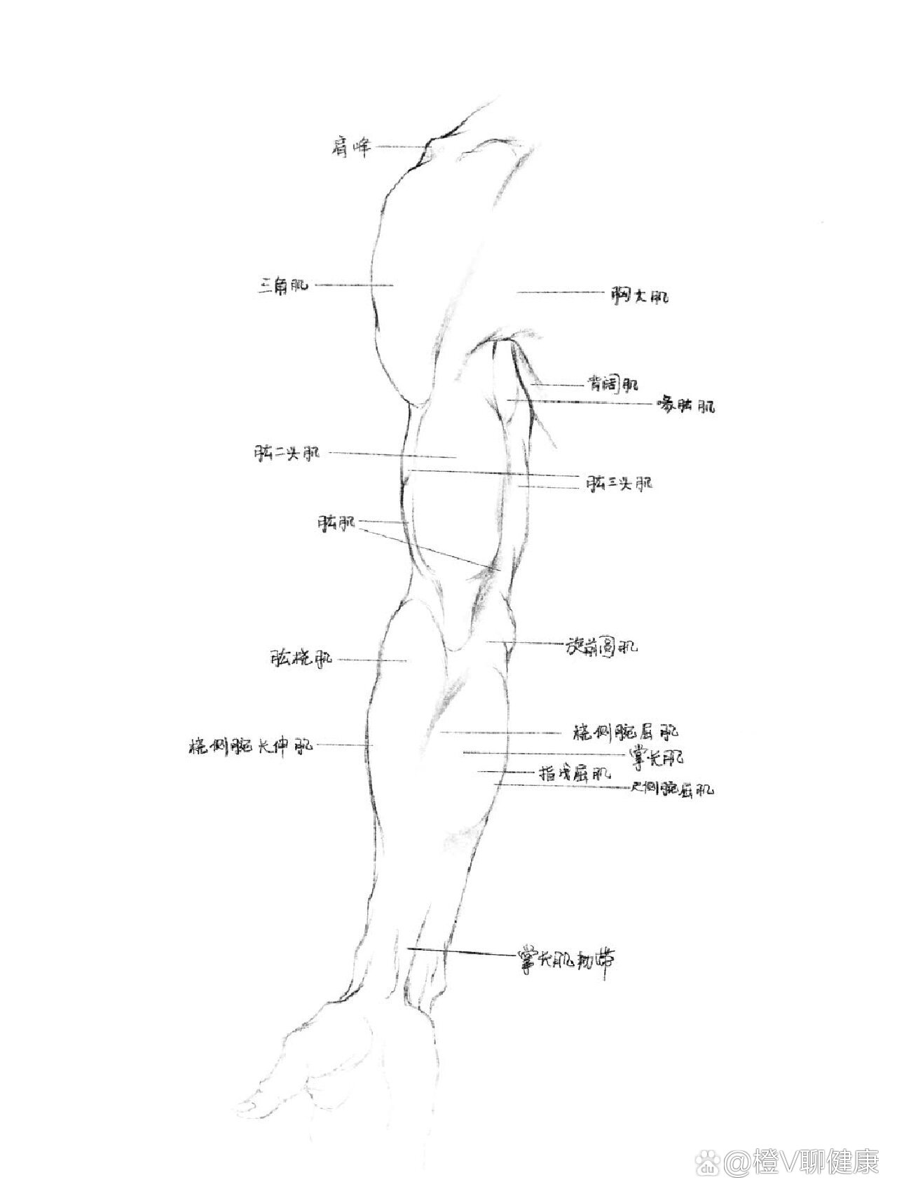 手臂示意图图片