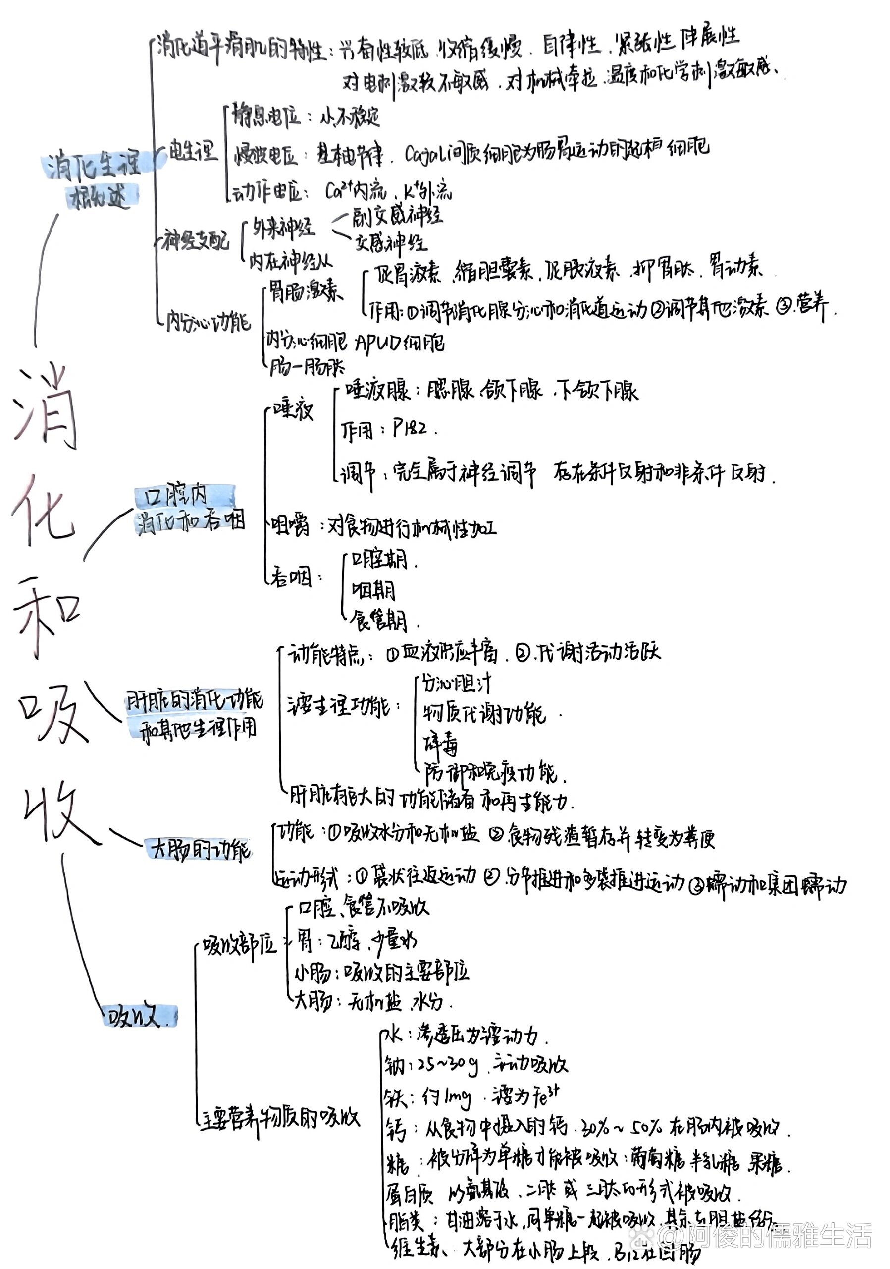 消化系统思维导图重点图片