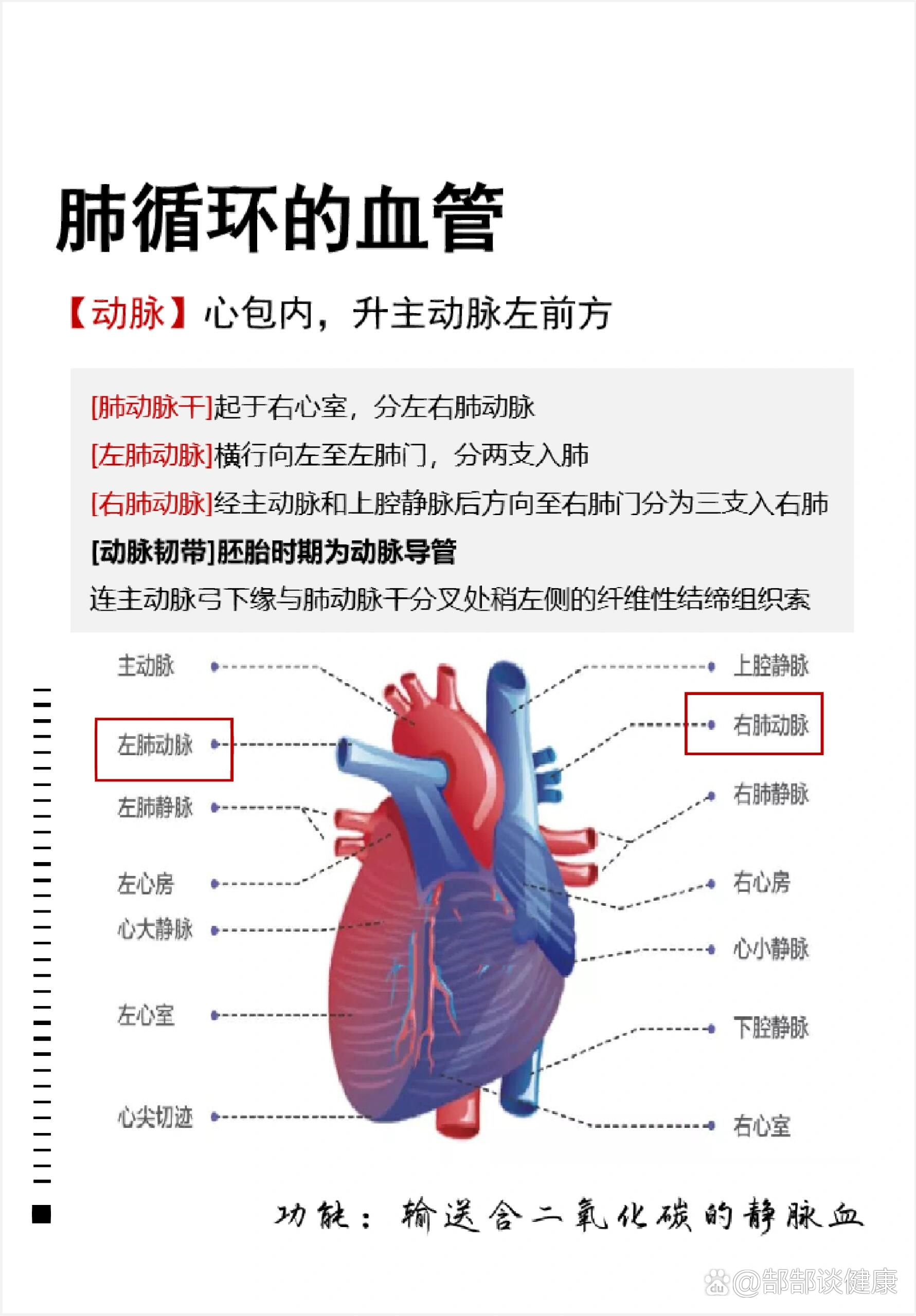 肺循环的路线图图片