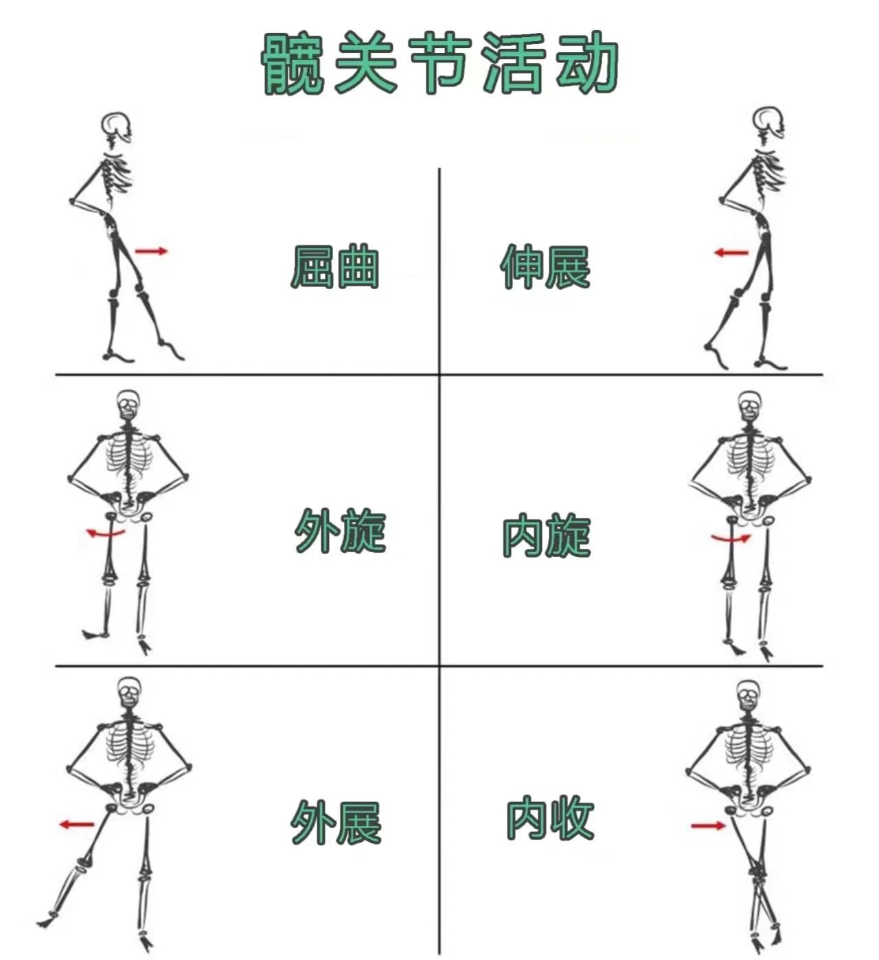 髋关节内收外展图解图片