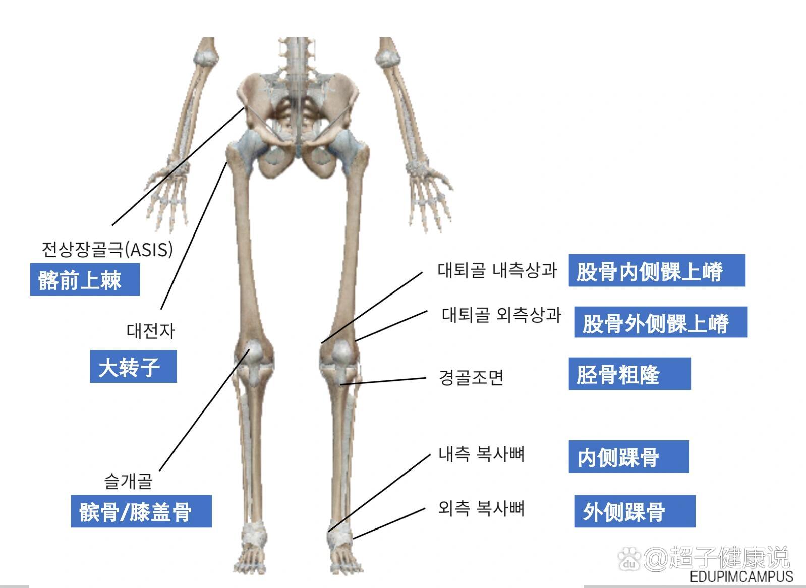  p>正确的出诊方法 br>今天我们将告诉大家寻找 髂前上棘和股骨外侧髁