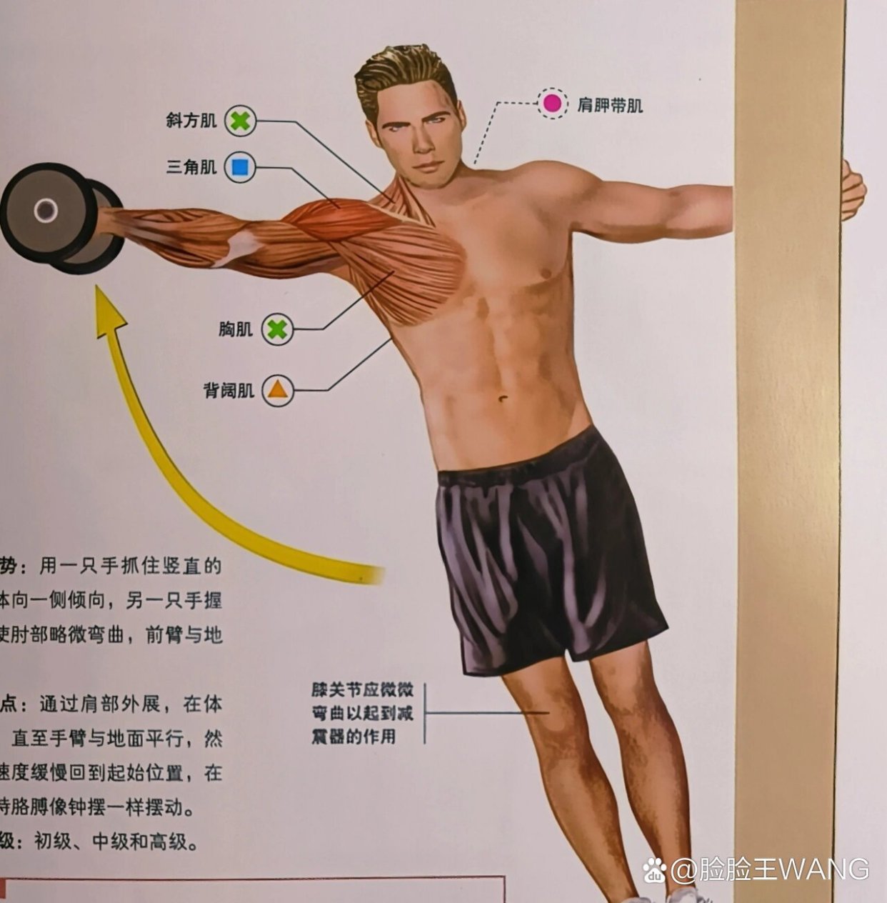 肩部训练之单臂哑铃侧平举