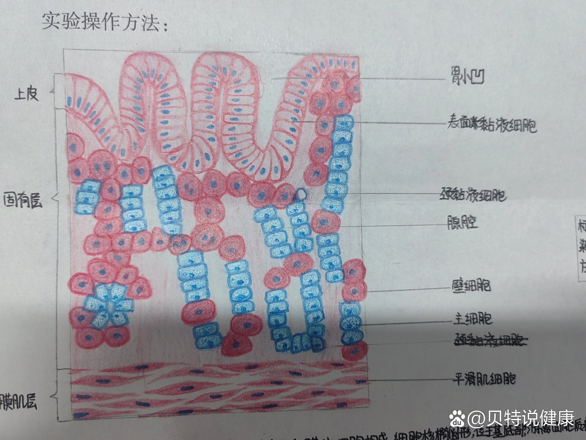 胃腺细胞结构示意图图片