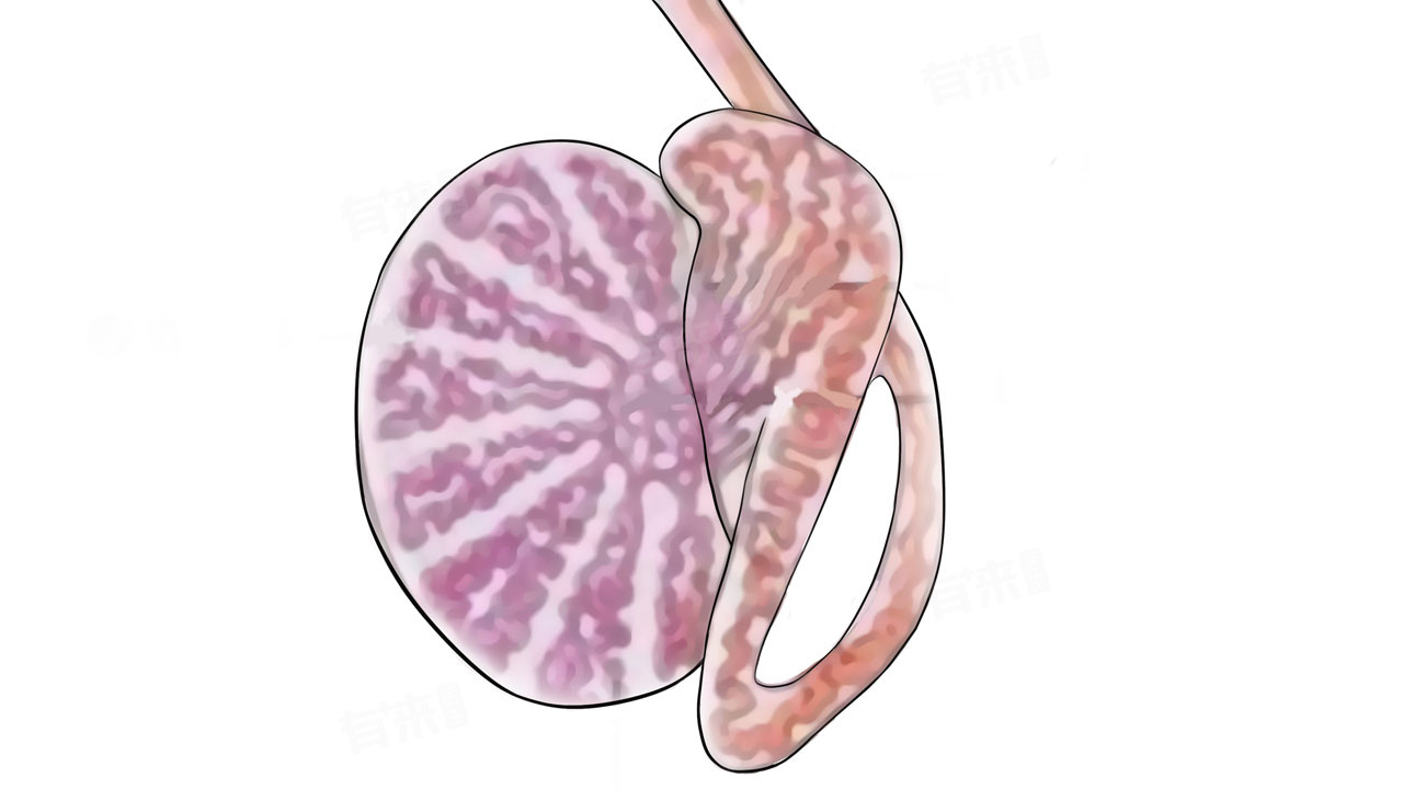 睾丸酮是什么，有什么作用